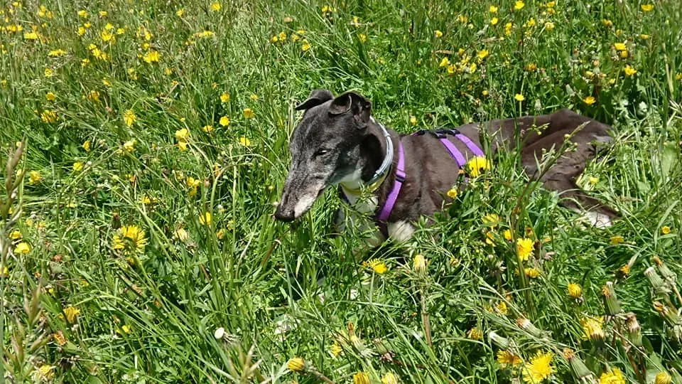 nayra adozione greyhound macao 2