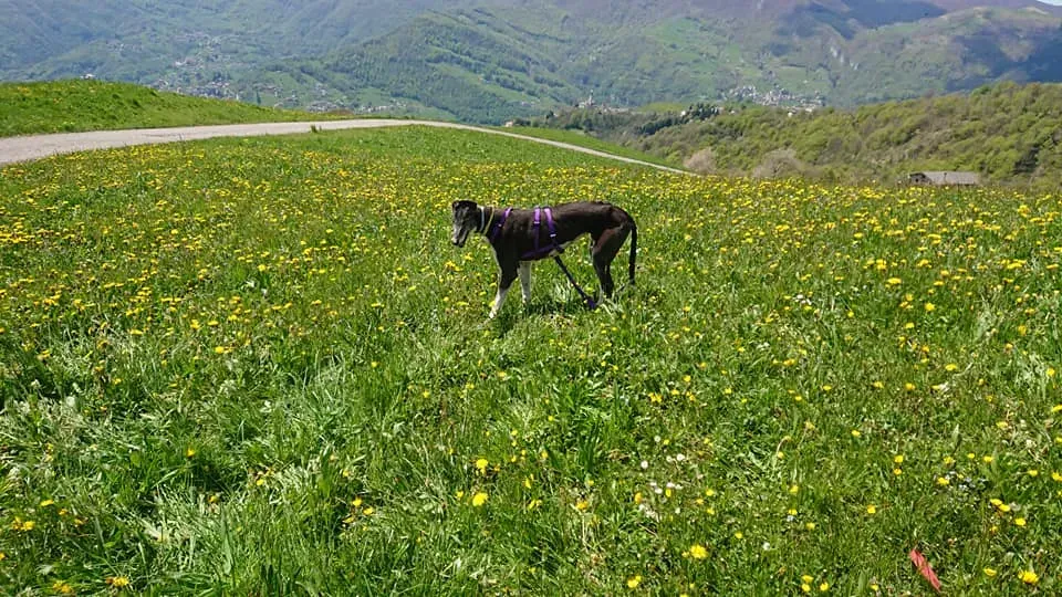 nayra adozione greyhound macao 3