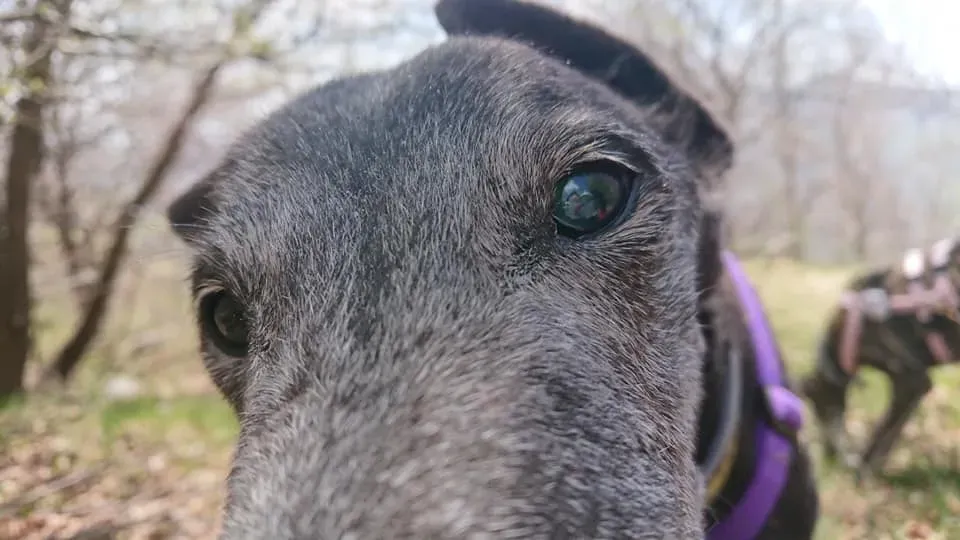 nayra adozione greyhound macao 4