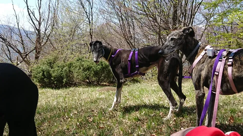 nayra adozione greyhound macao 5