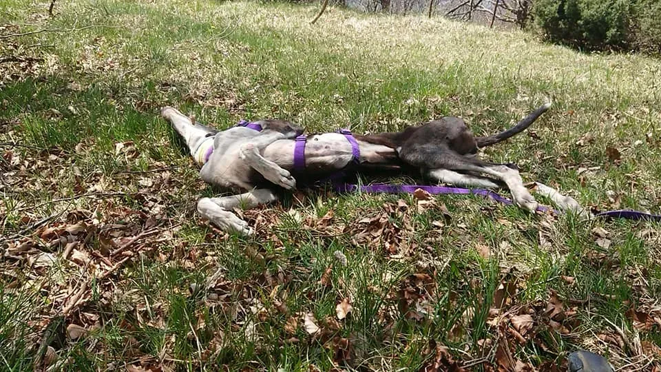 nayra adozione greyhound macao 6