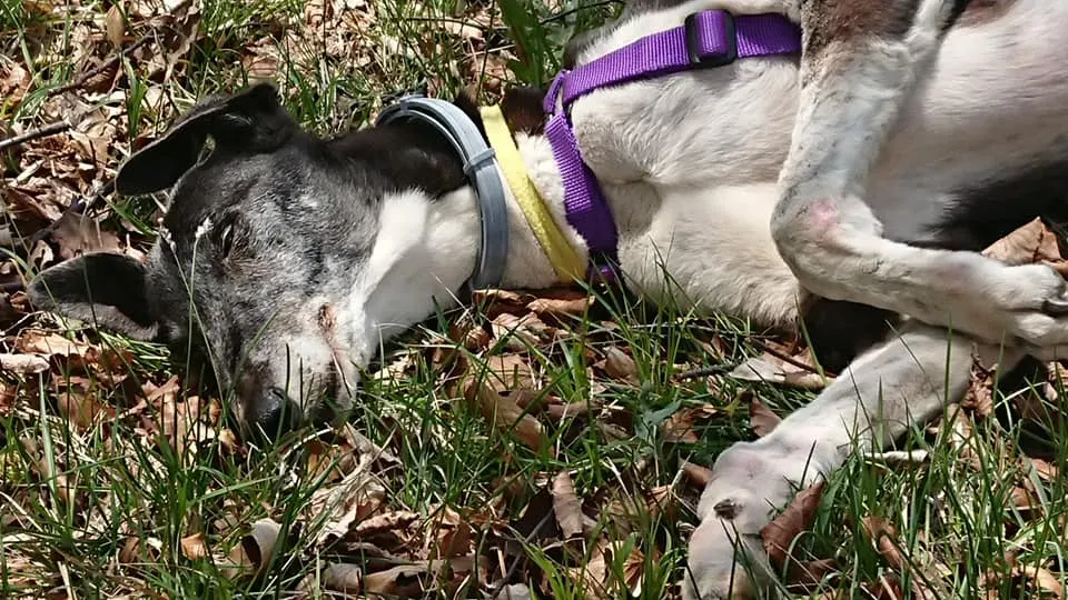 nayra adozione greyhound macao 7