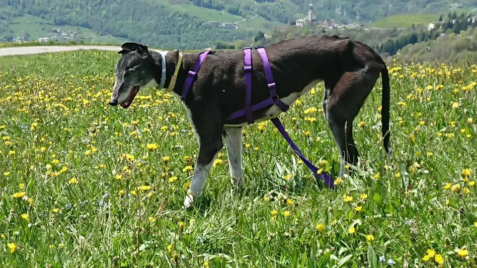 nayra adozione greyhound macao 8