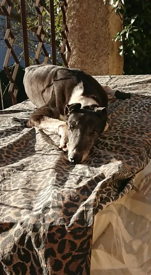 nayra adozione greyhound macao 9