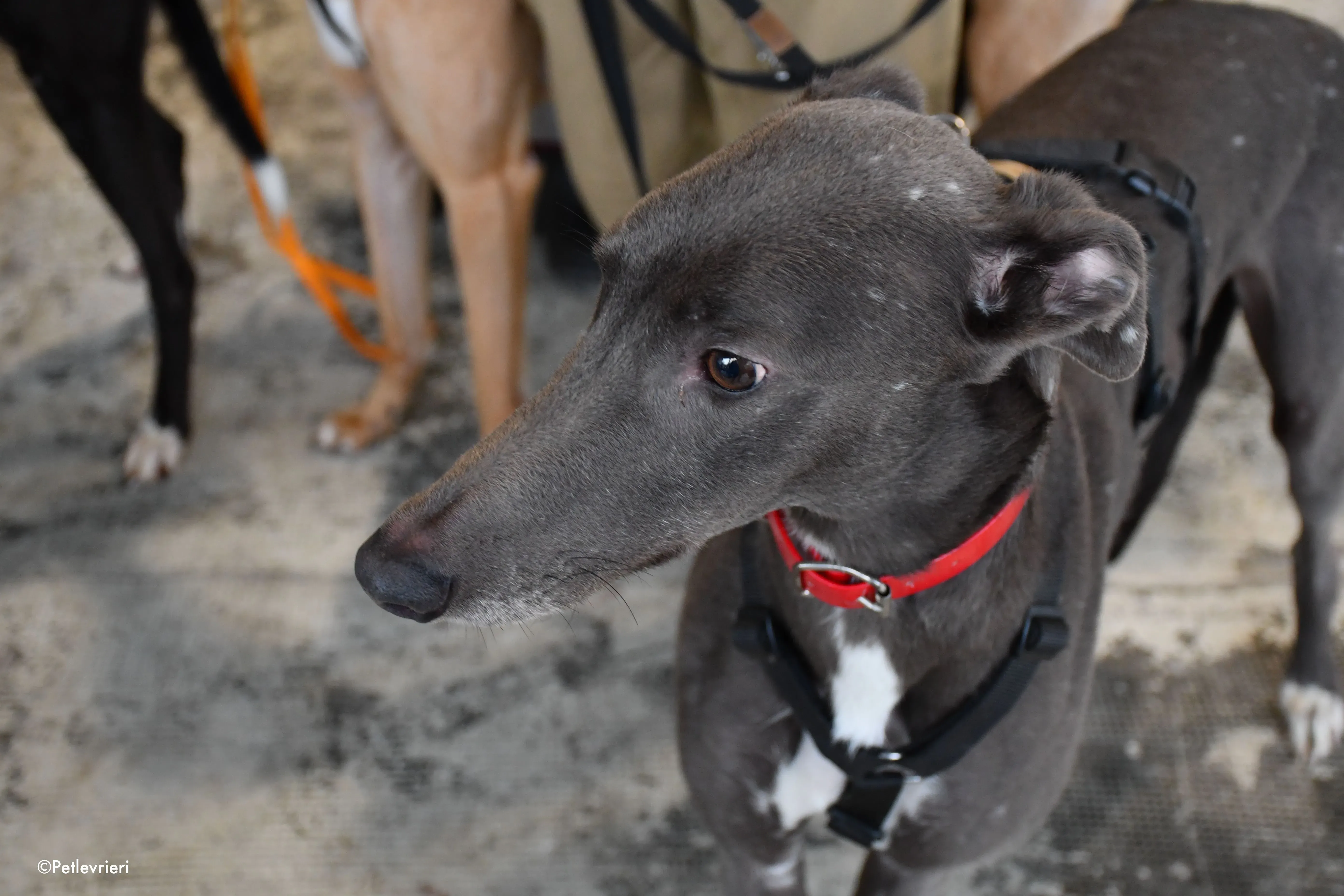 ned adozione levrieri greyhound 1
