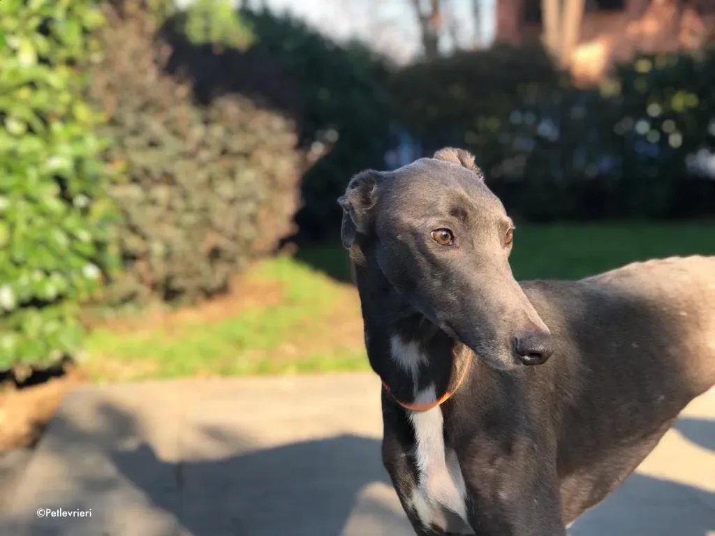 ned adozione levrieri greyhound 10