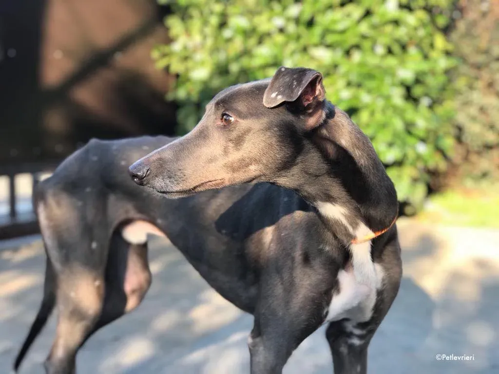 ned adozione levrieri greyhound 11