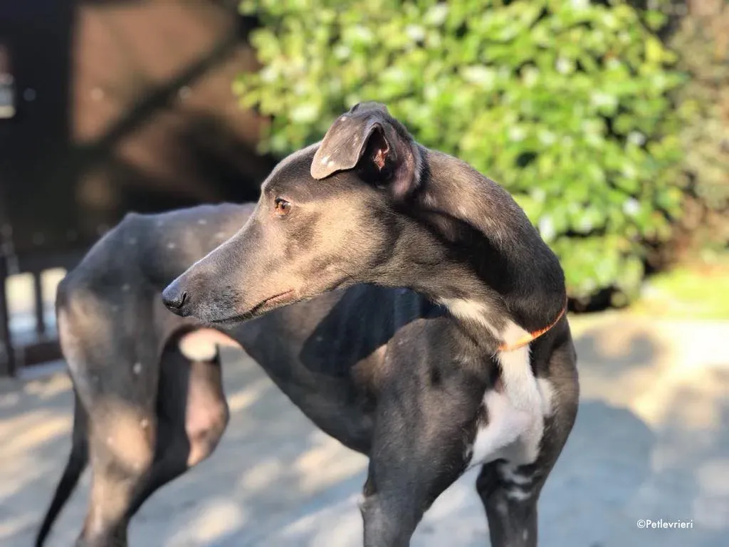 ned adozione levrieri greyhound 12