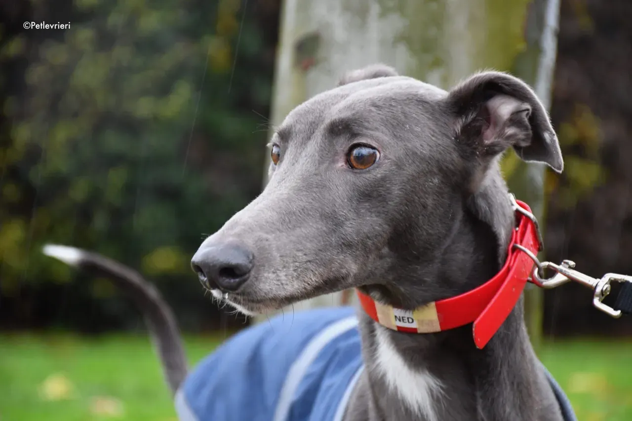 ned adozione levrieri greyhound 3