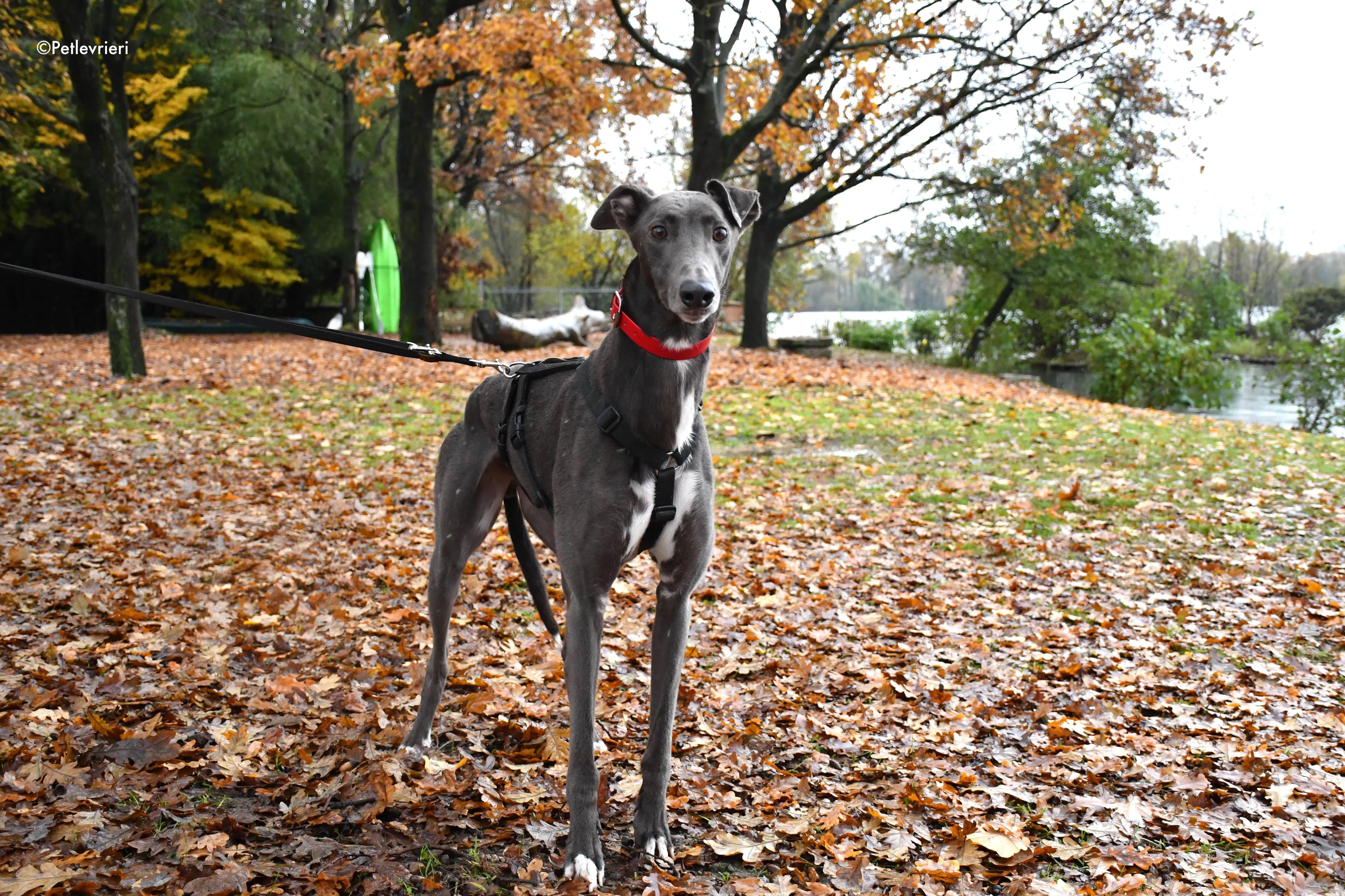 ned adozione levrieri greyhound 5