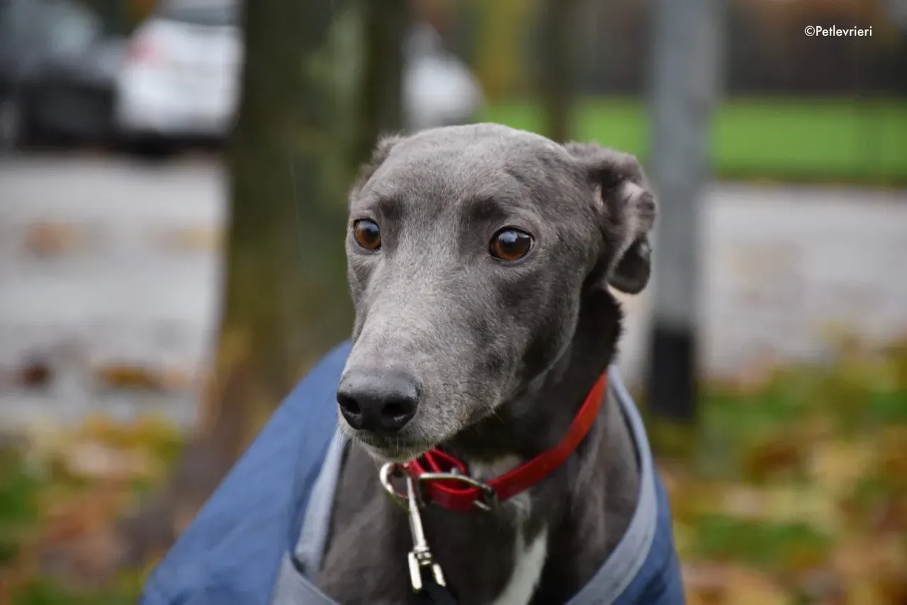 ned adozione levrieri greyhound 5