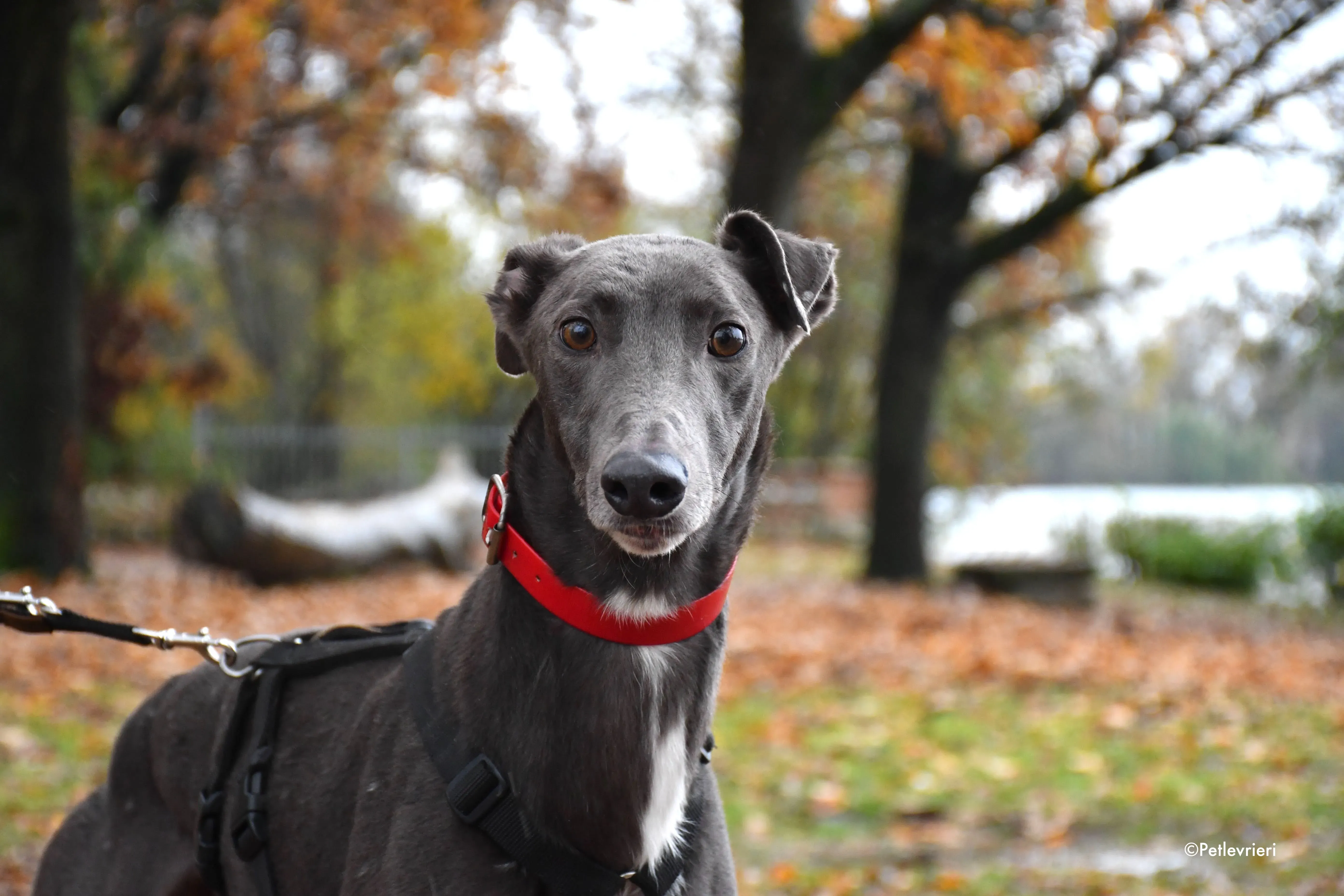 ned adozione levrieri greyhound 6