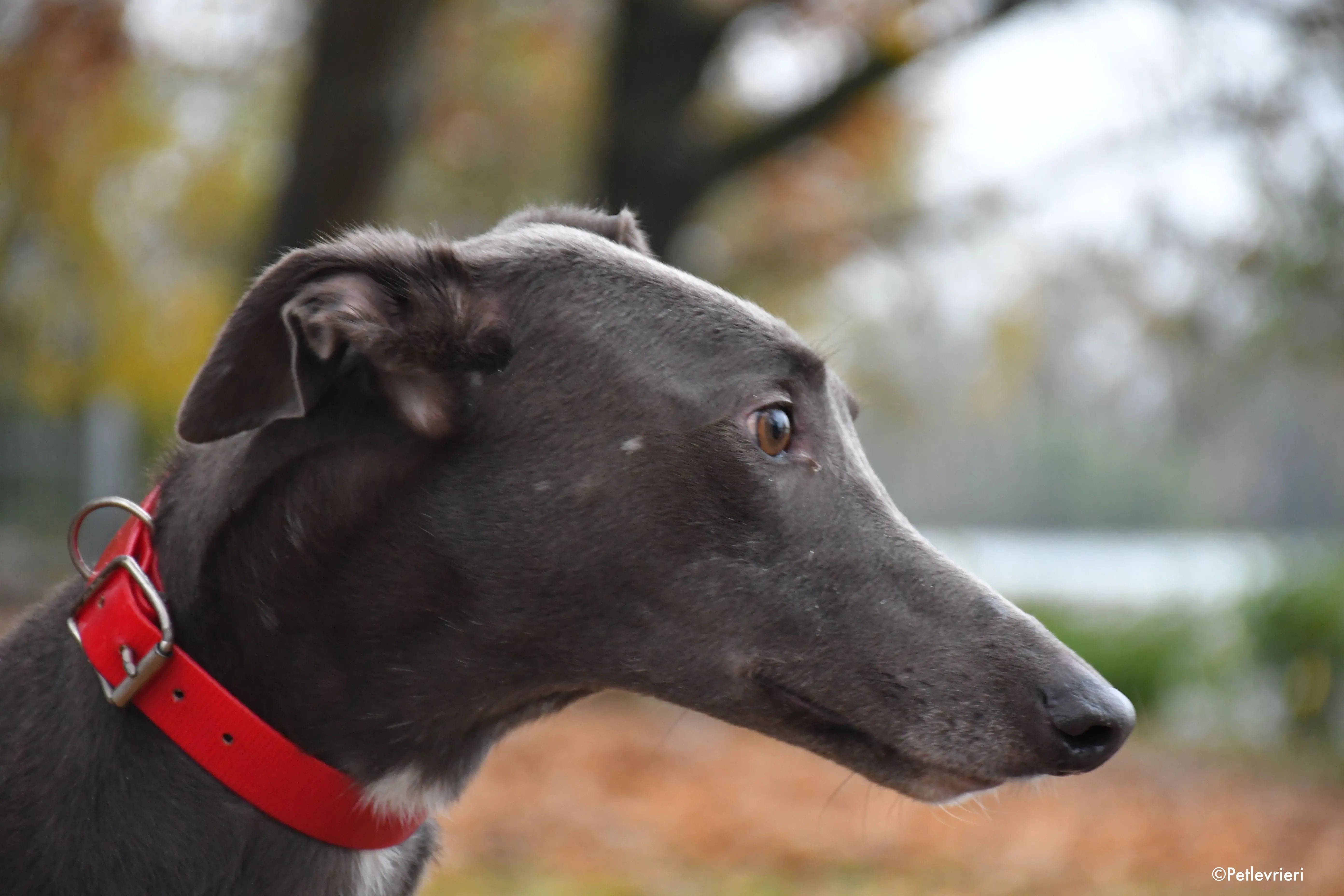 ned adozione levrieri greyhound 7