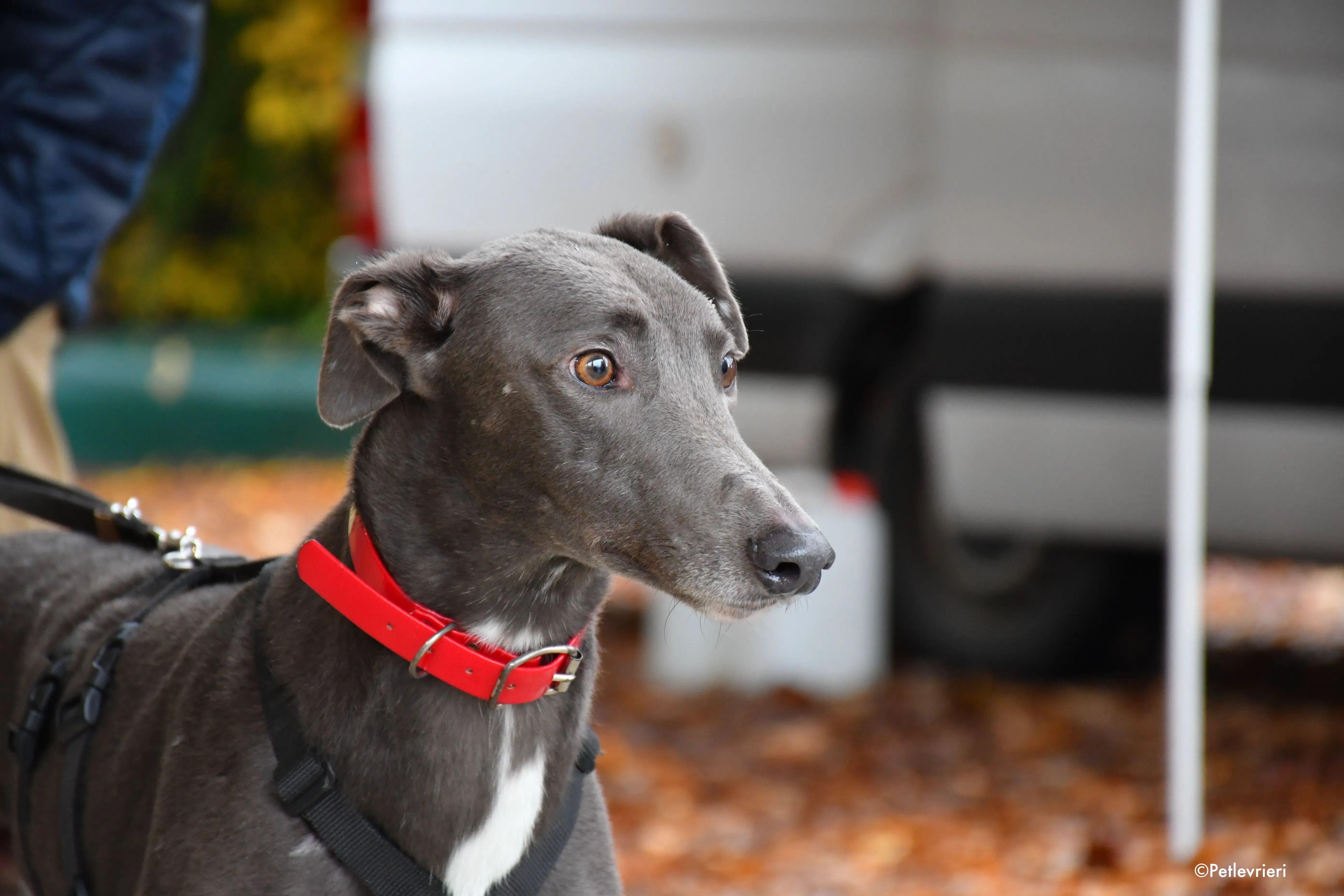 ned adozione levrieri greyhound 8