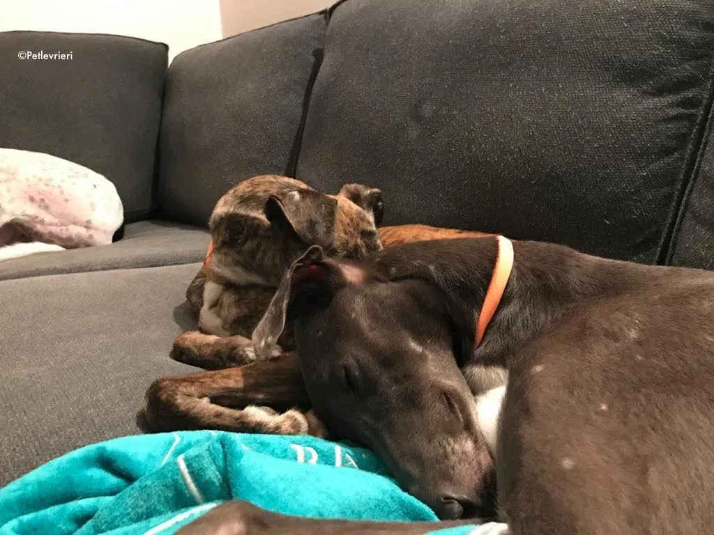 ned adozione levrieri greyhound 9