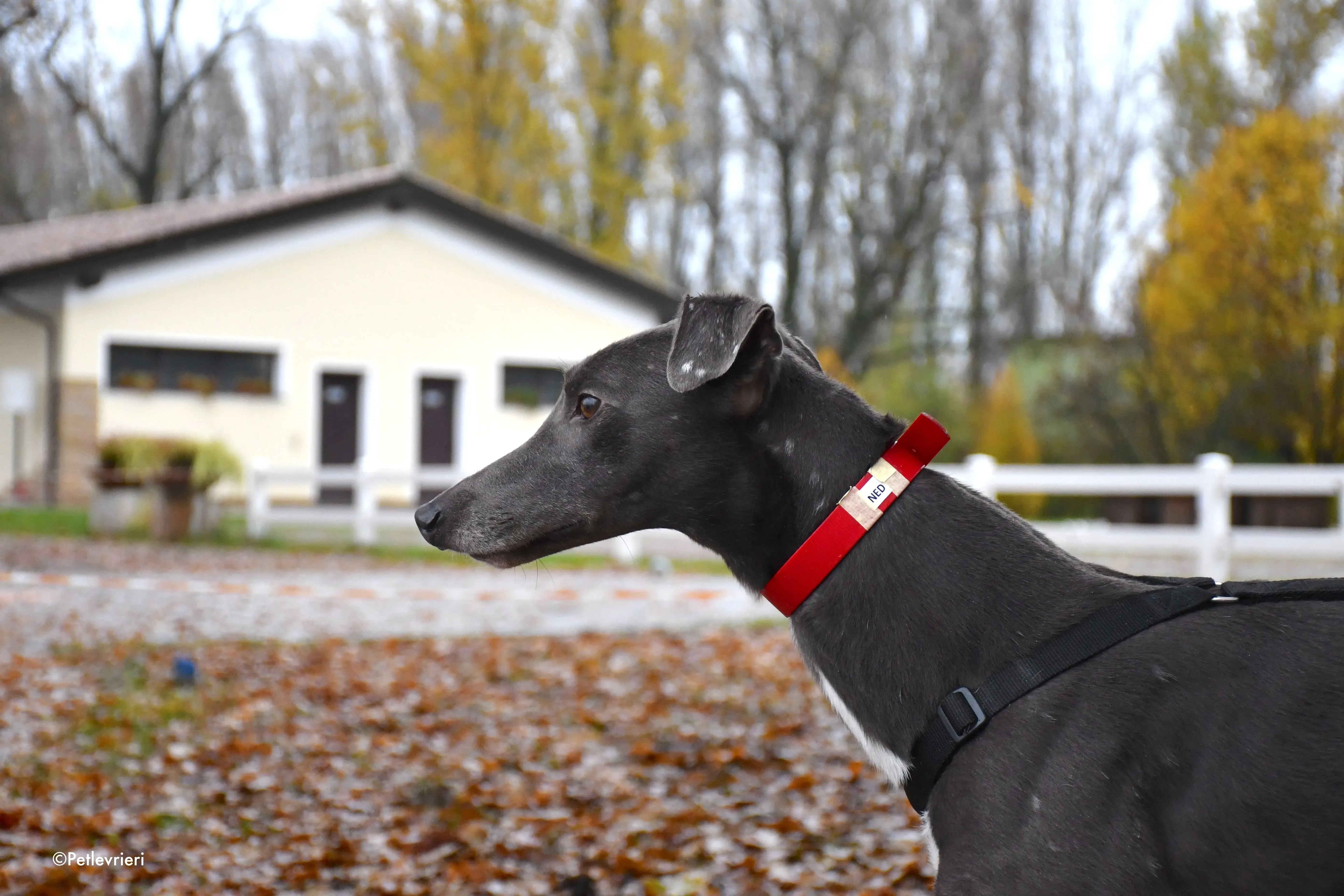 ned adozione levrieri greyhound 4