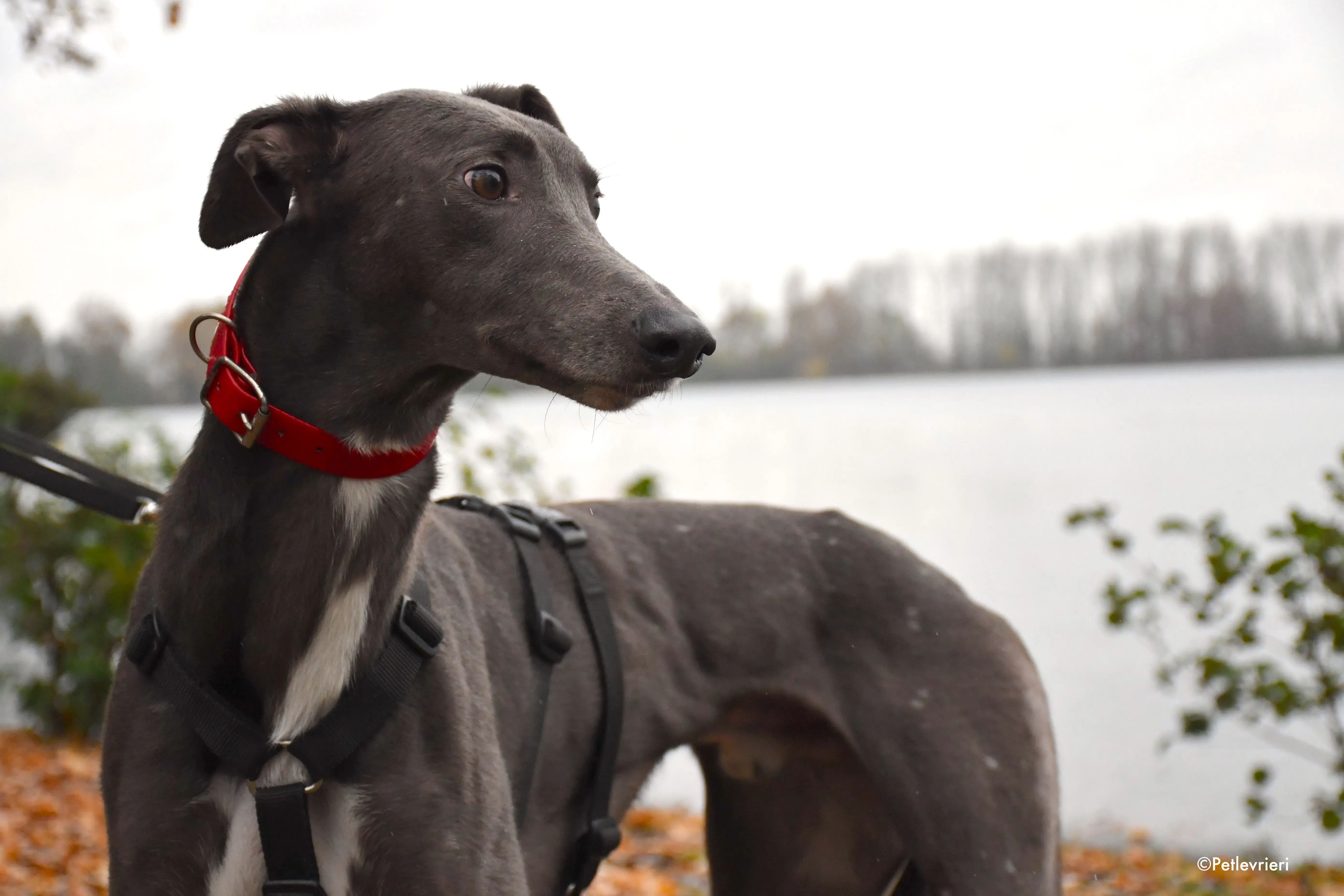 ned adozione levrieri greyhound 2