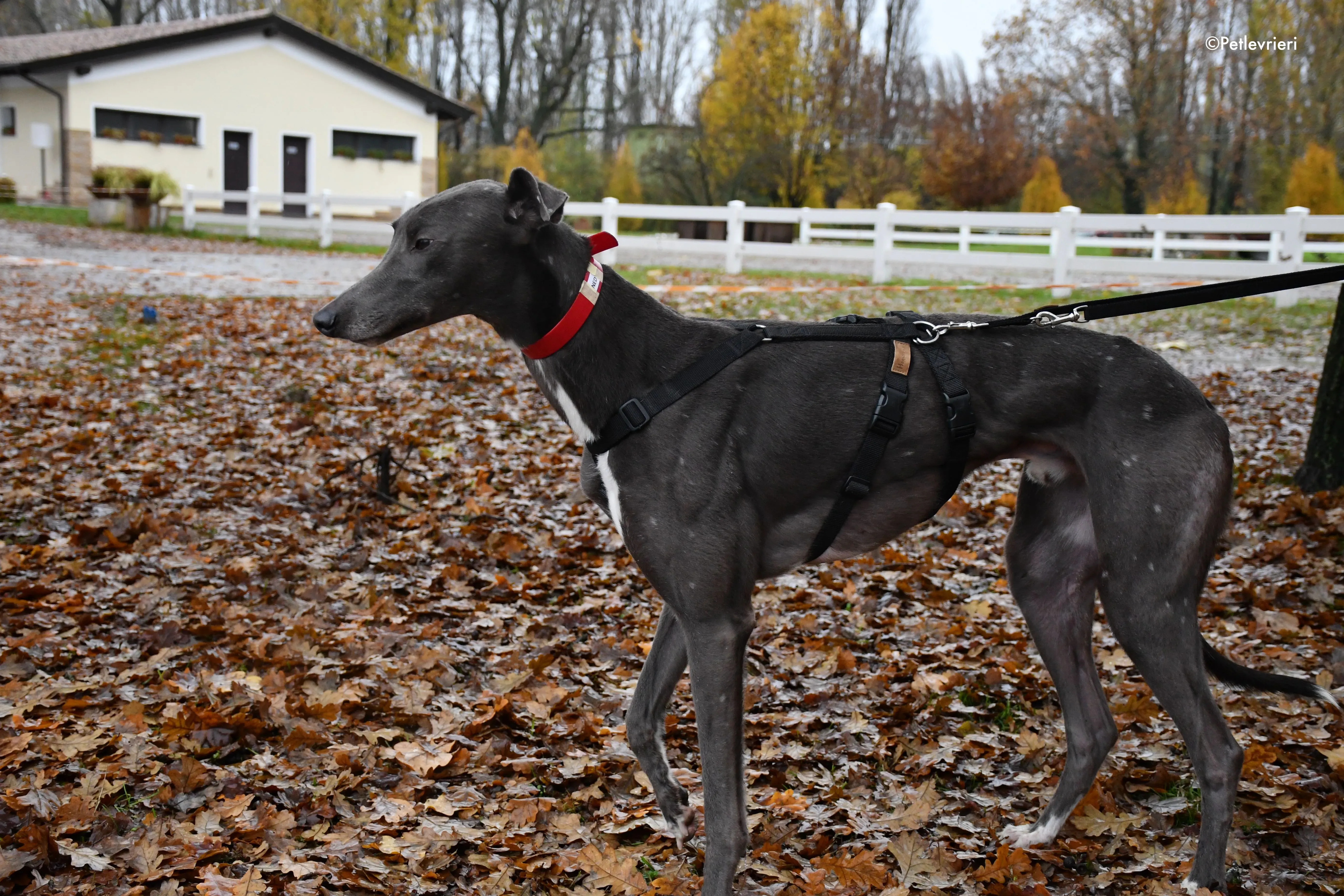 ned adozione levrieri greyhound 3