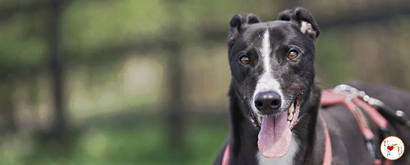 ned grey 18 copertina profilo 00