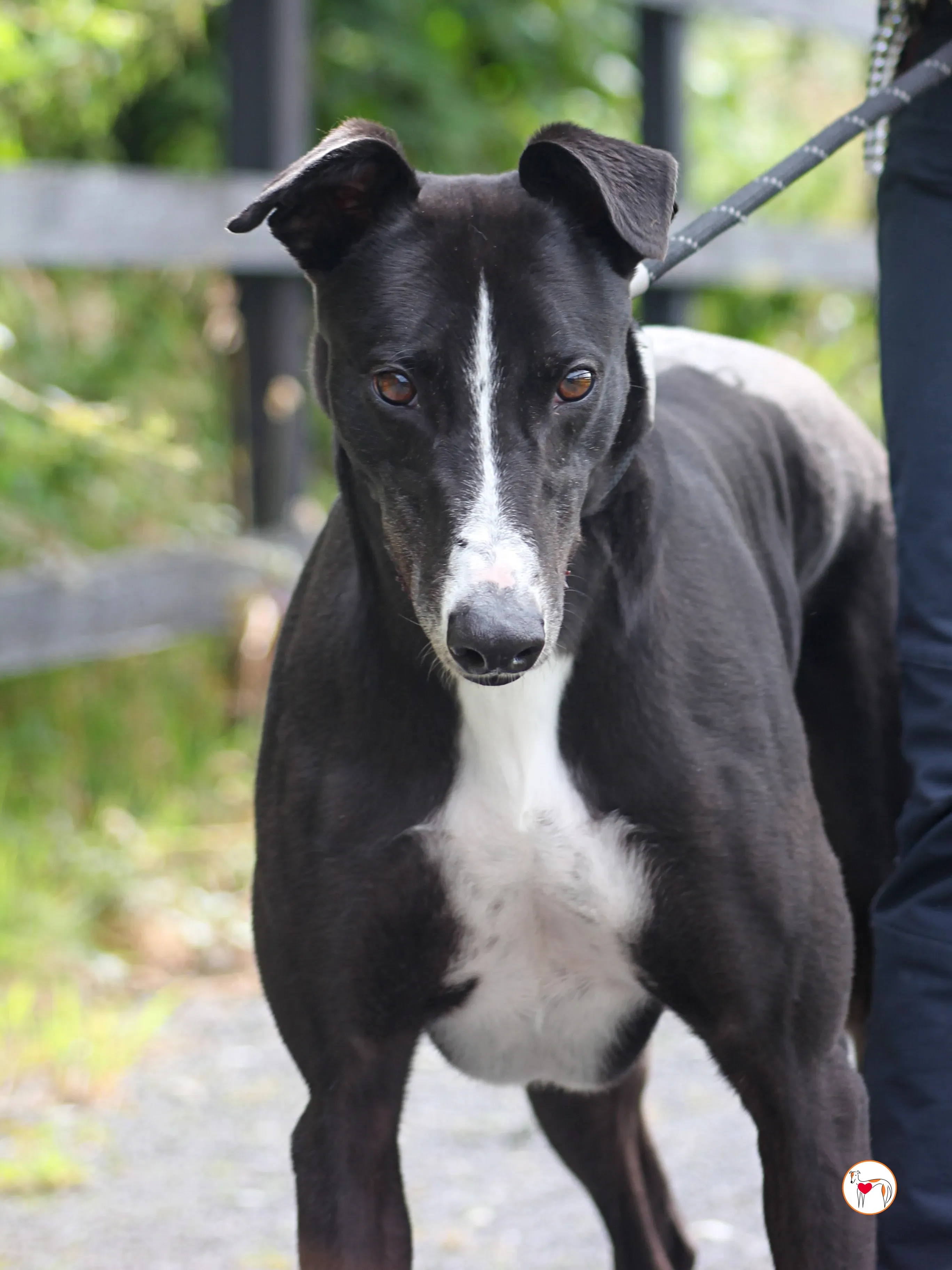 ned grey adozione 19