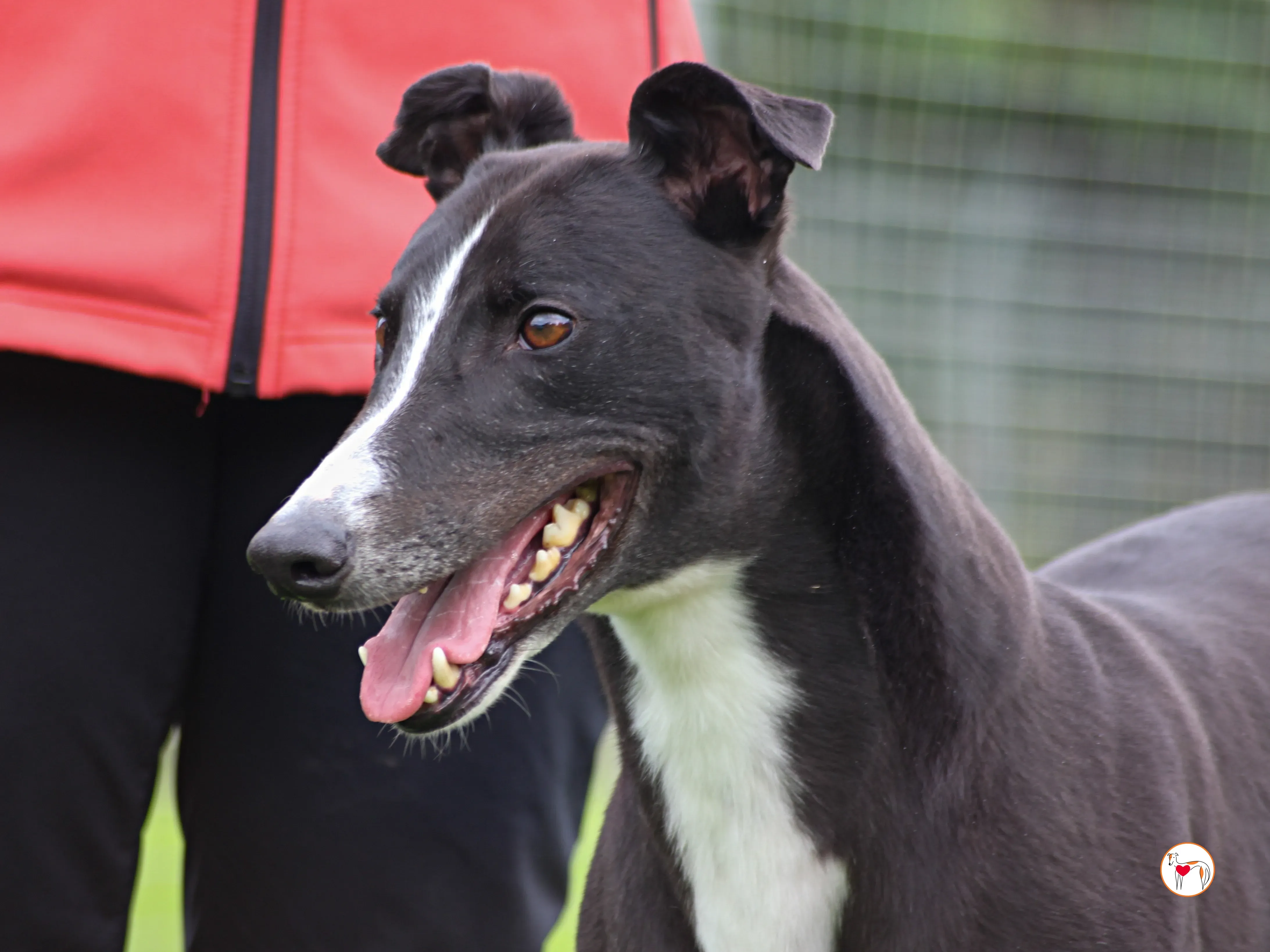 ned grey adozione 20