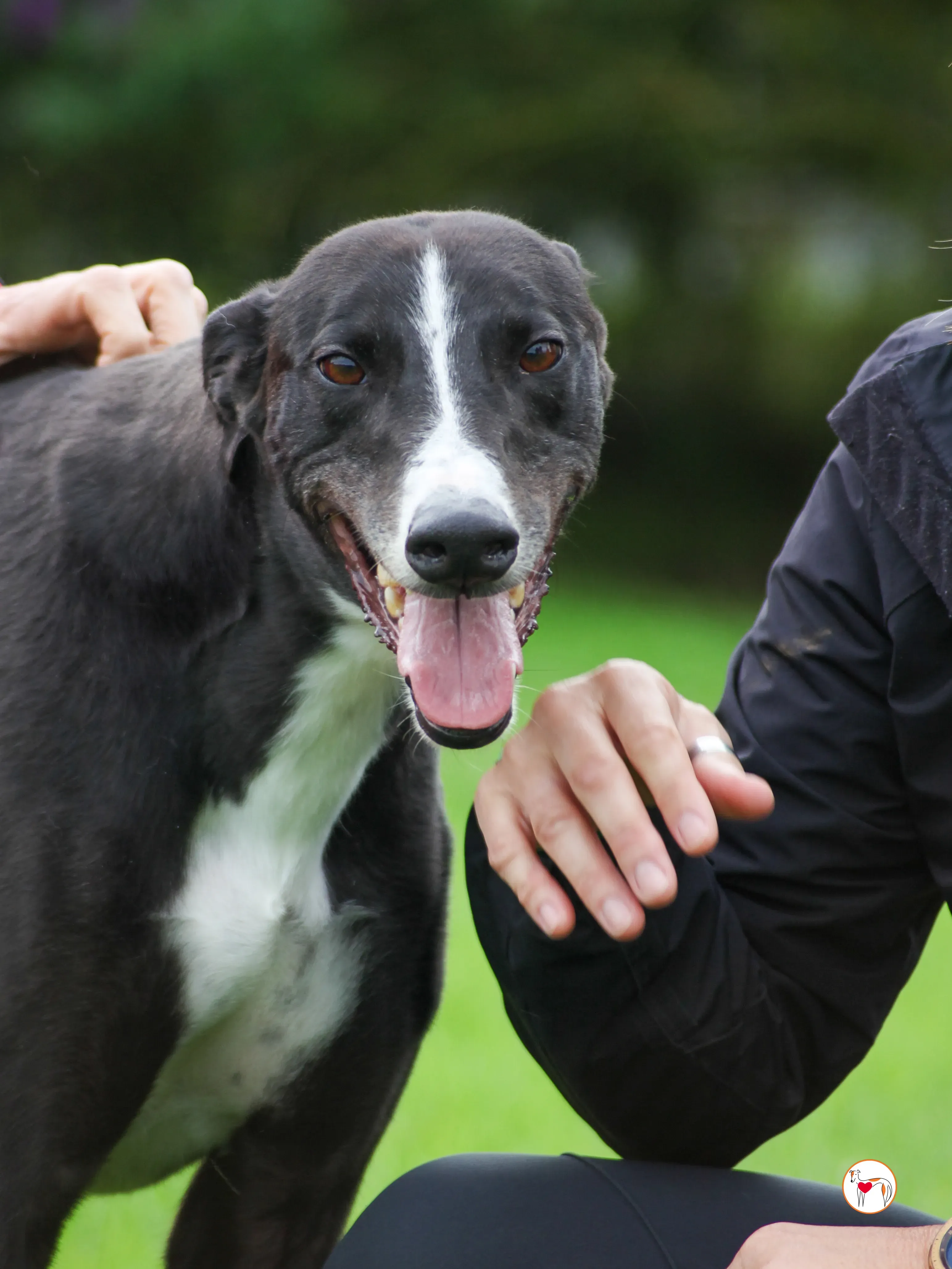 ned grey adozione 21