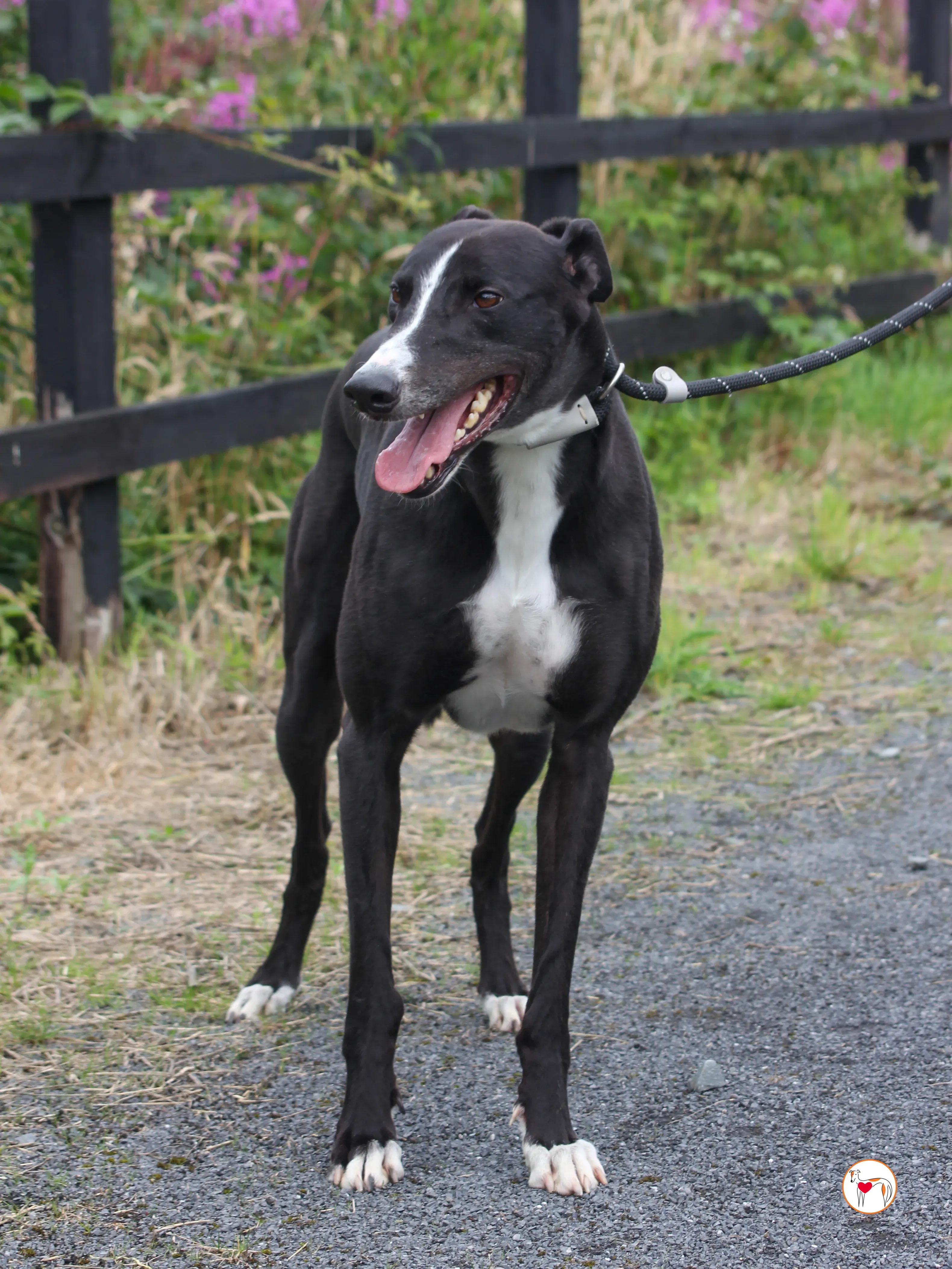 ned grey adozione 22