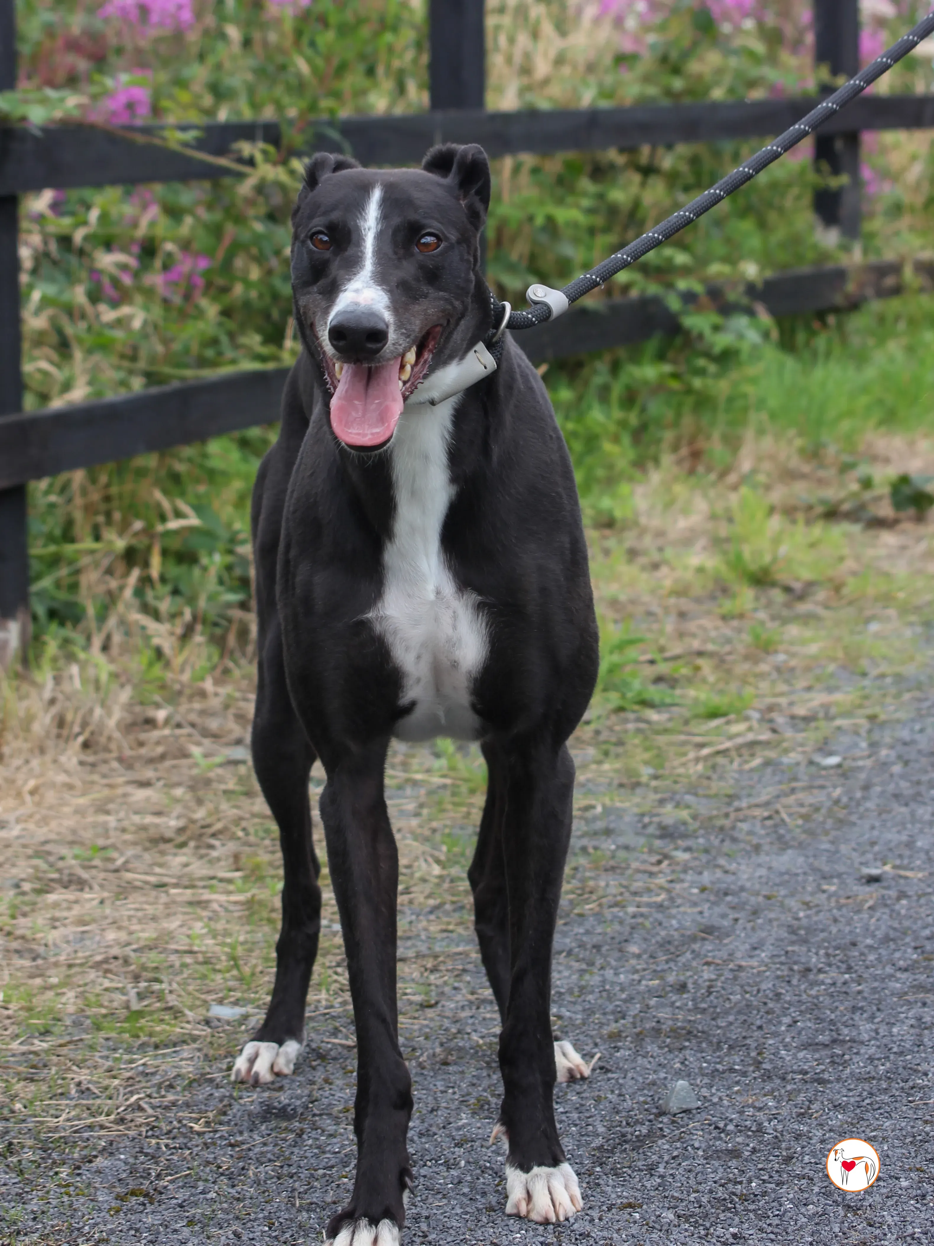 ned grey adozione 23