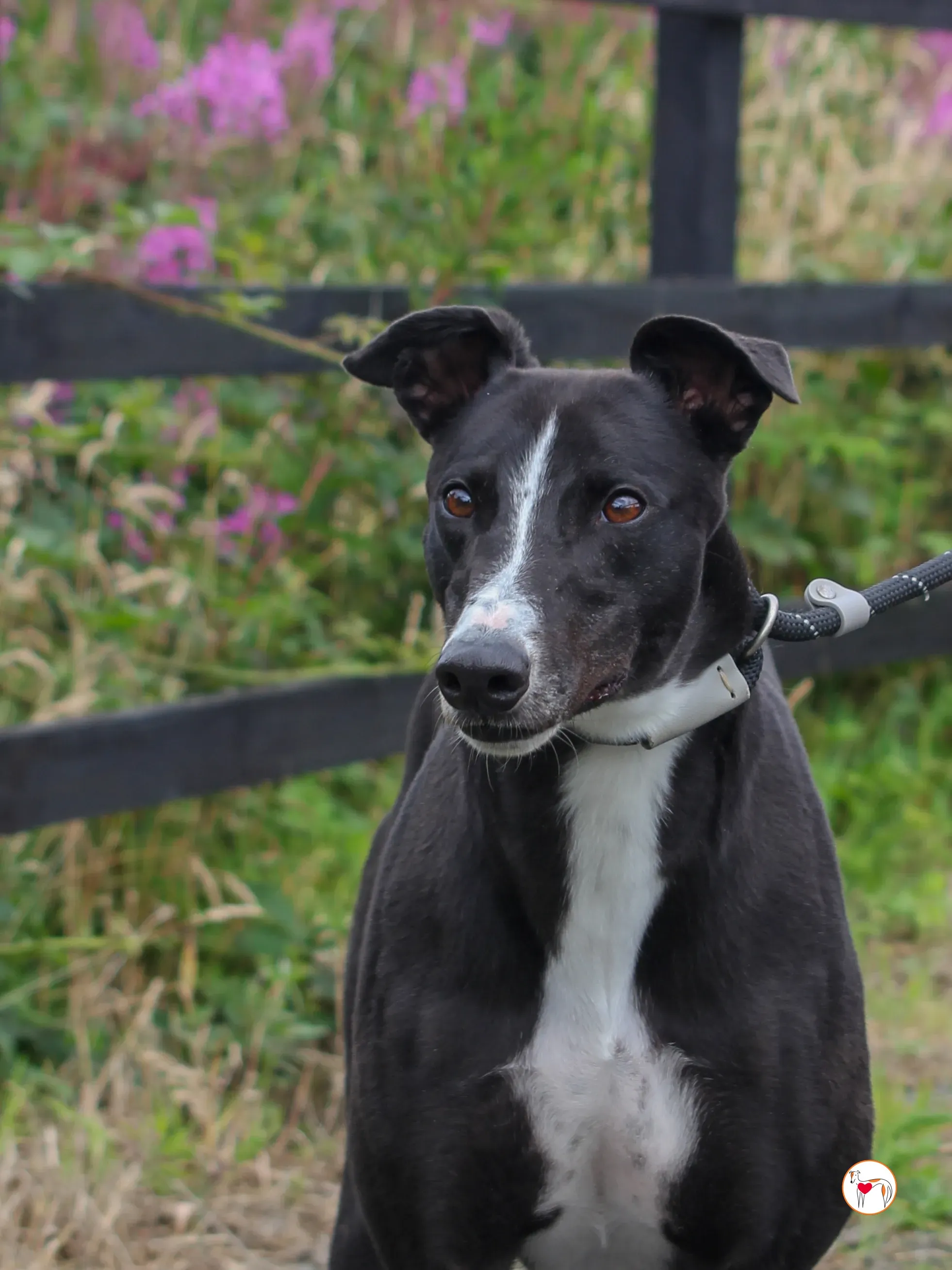 ned grey adozione 24