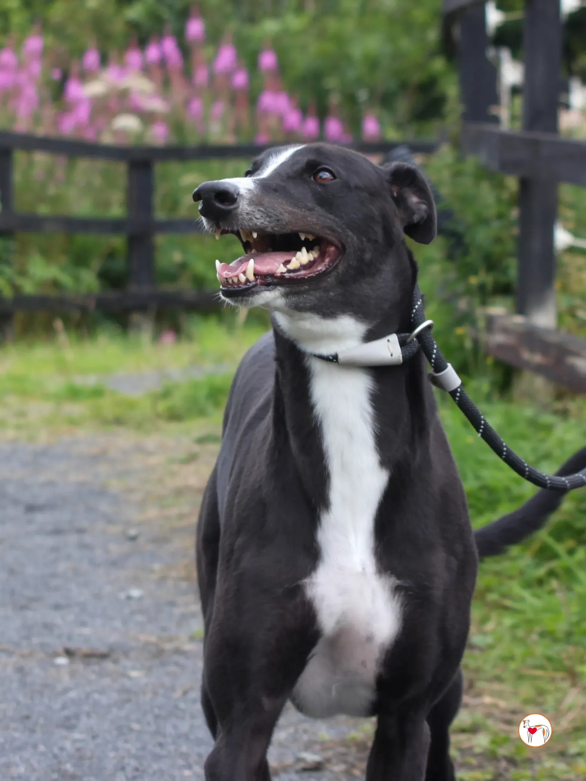 ned grey adozione 25