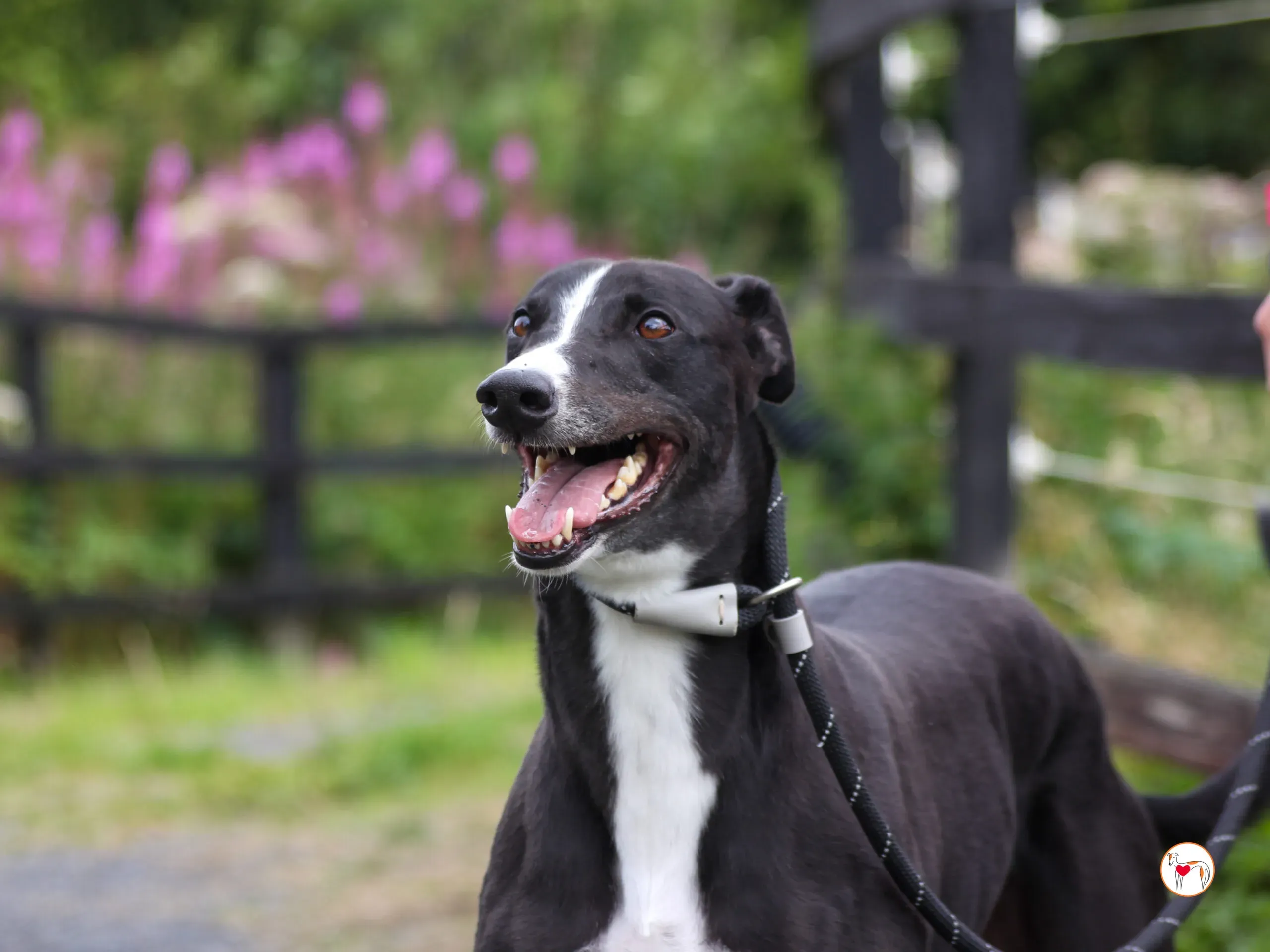 ned grey adozione 26 scaled