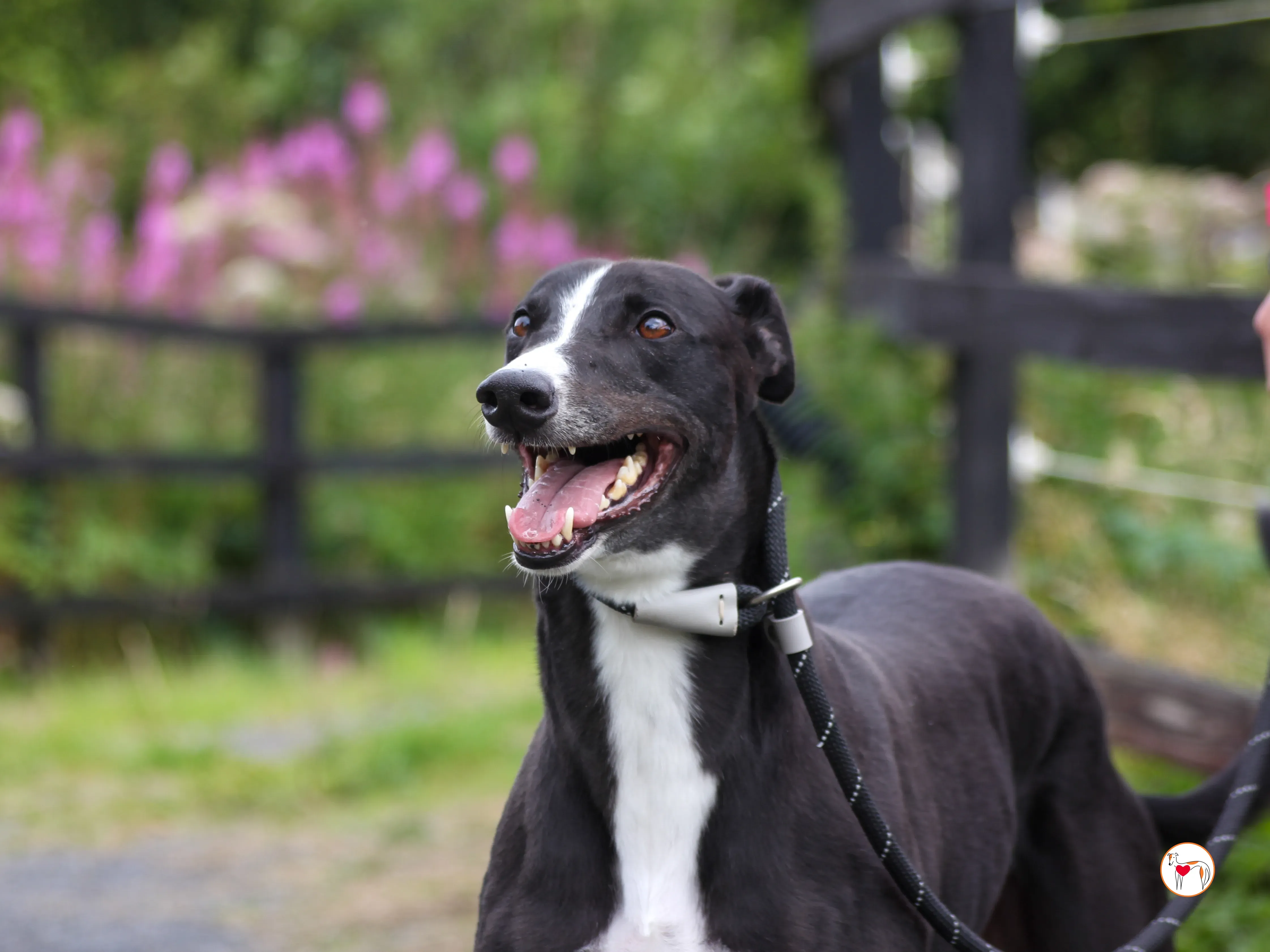 ned grey adozione 26