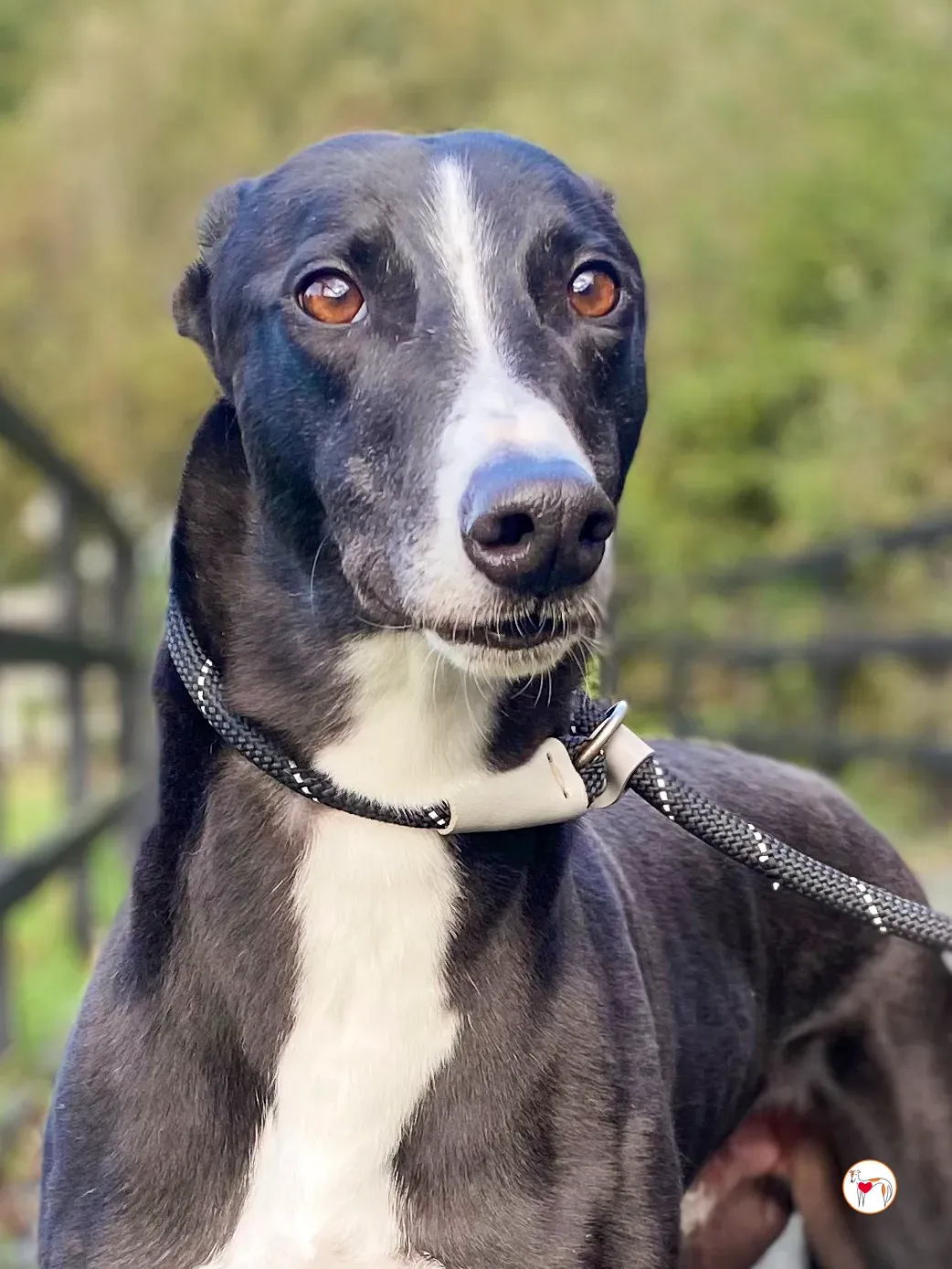 ned grey adozione 27