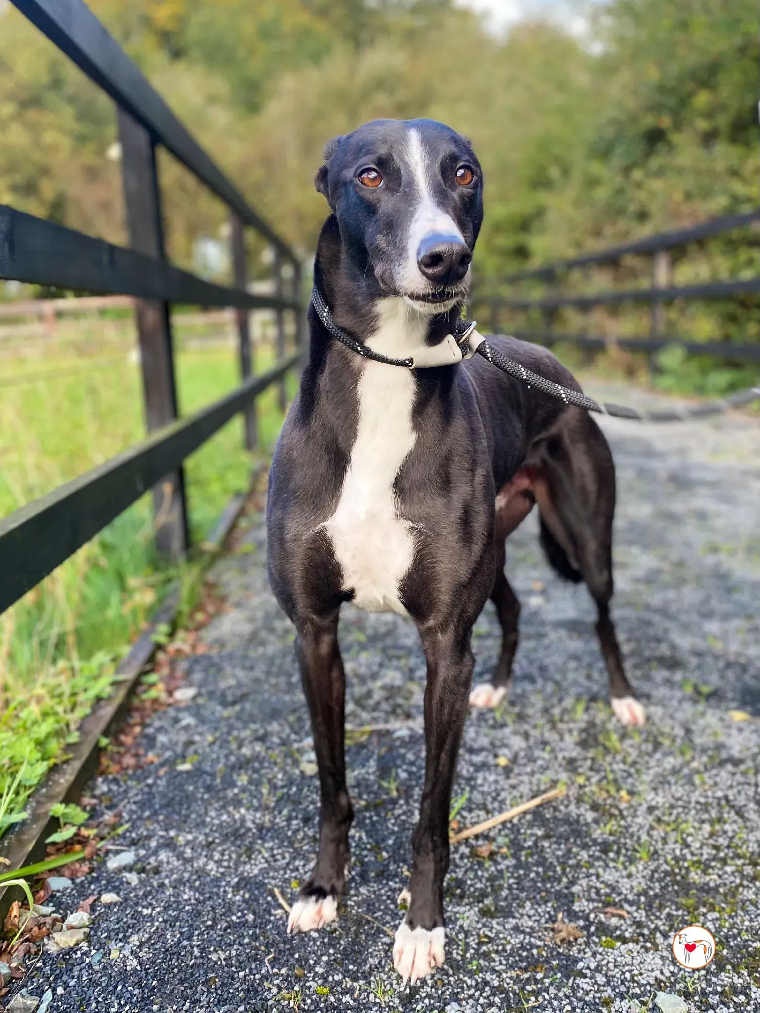 ned grey adozione 28