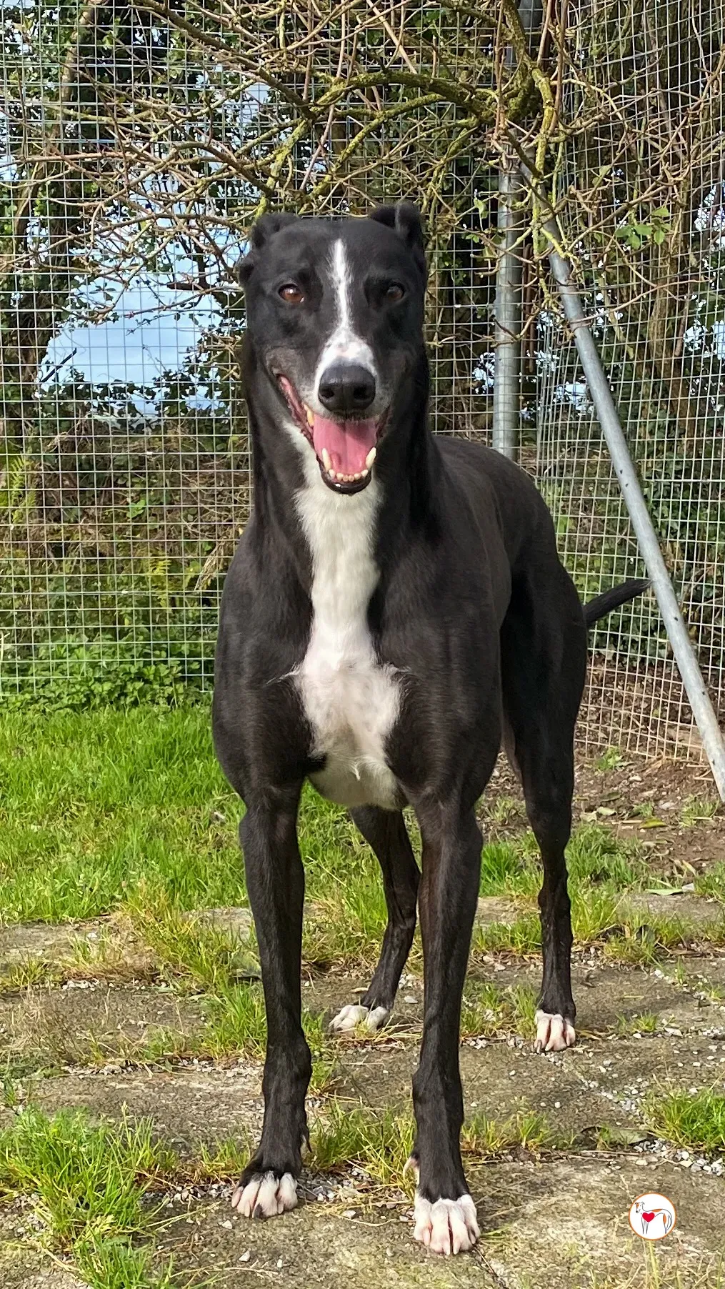 ned grey adozione 29