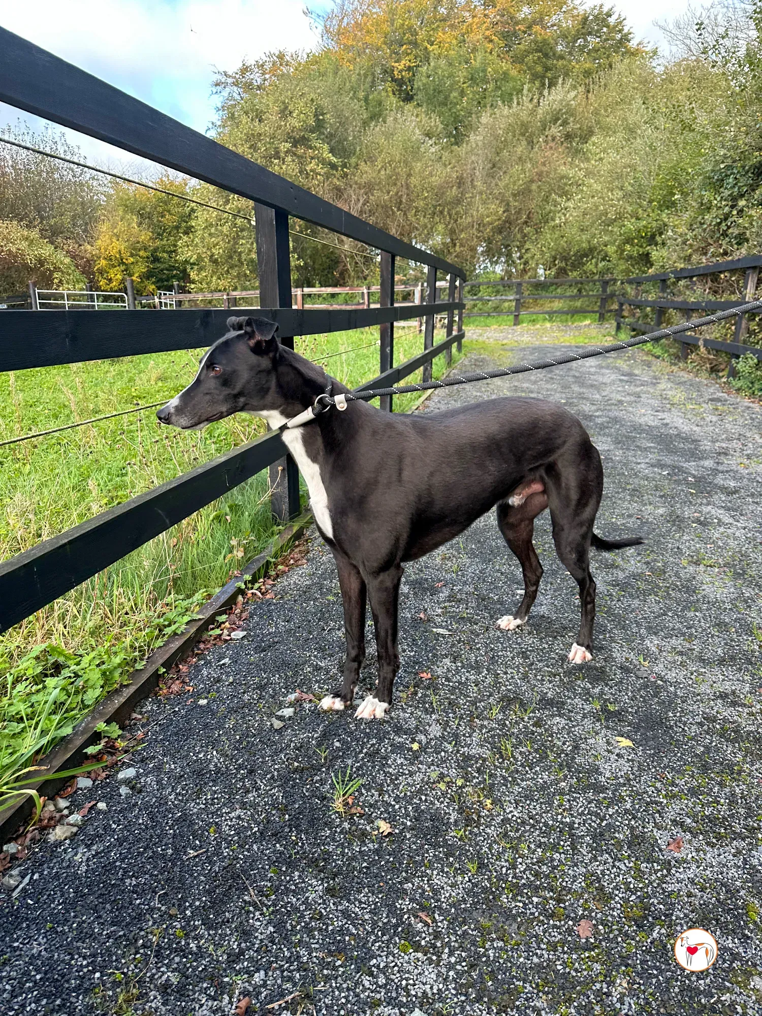 ned grey adozione 30