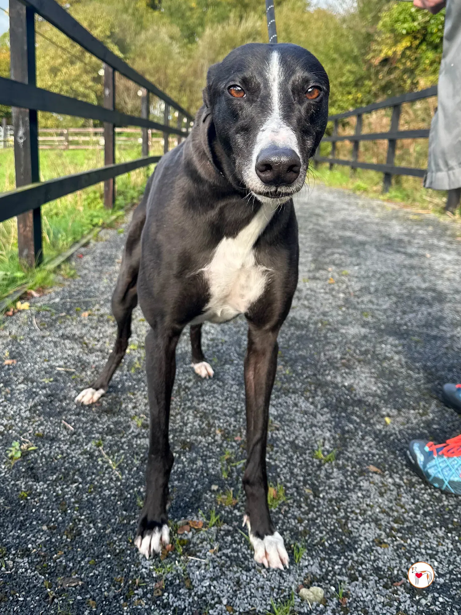 ned grey adozione 31