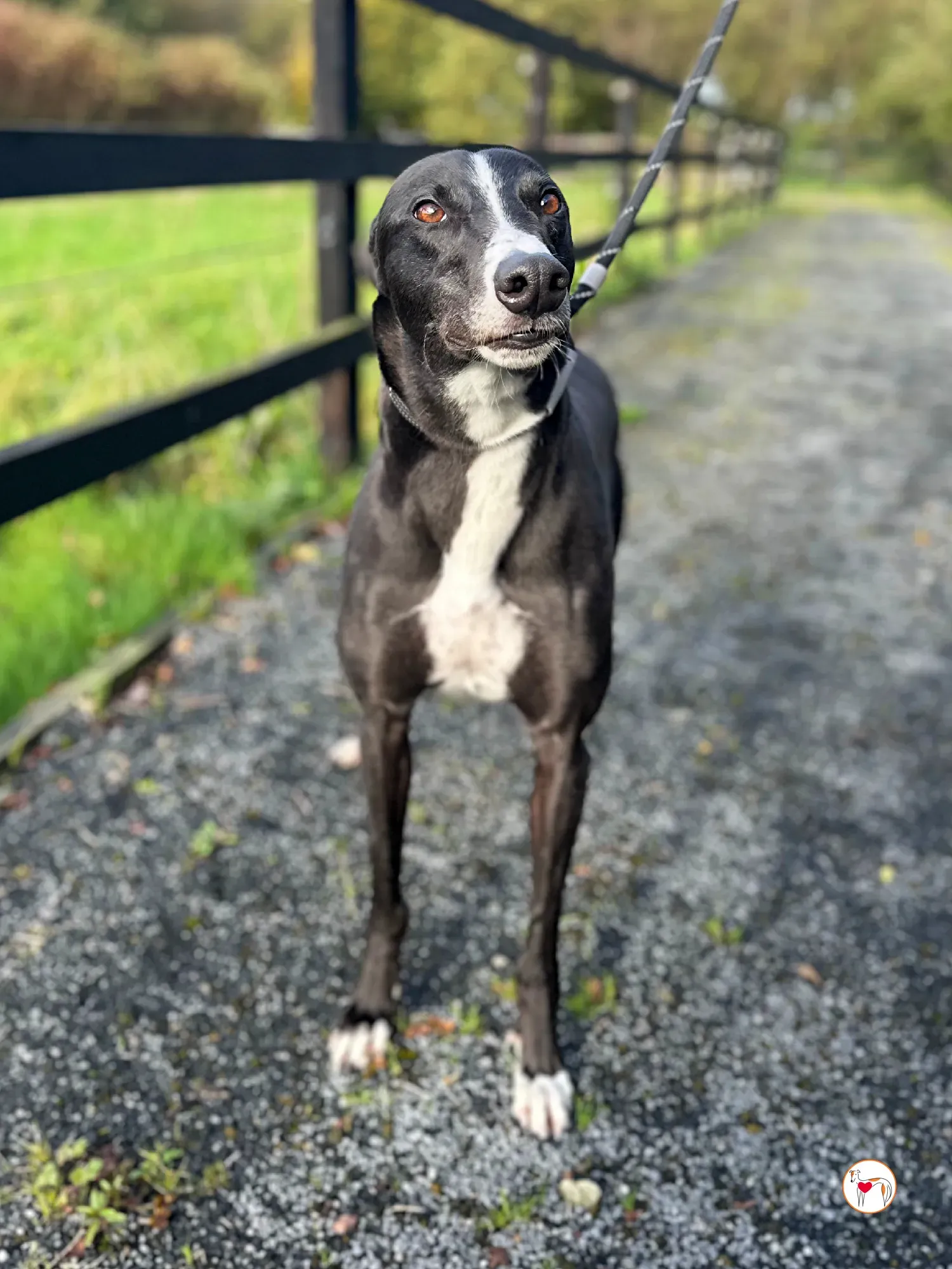 ned grey adozione 32