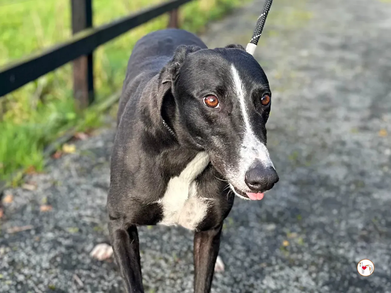 ned grey adozione 33