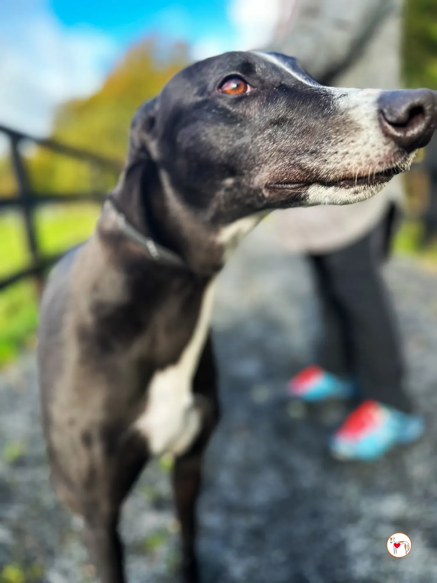 ned grey adozione 34