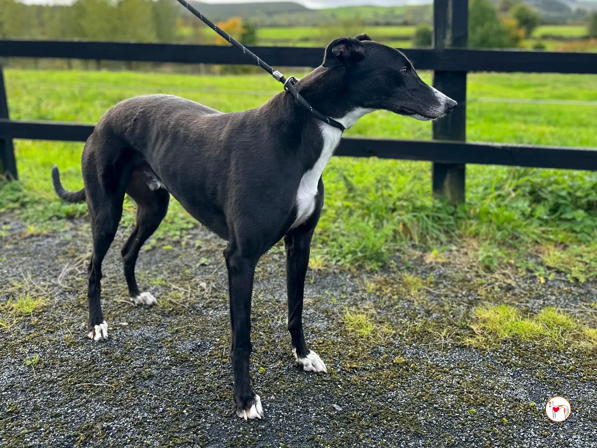 ned grey adozione 35