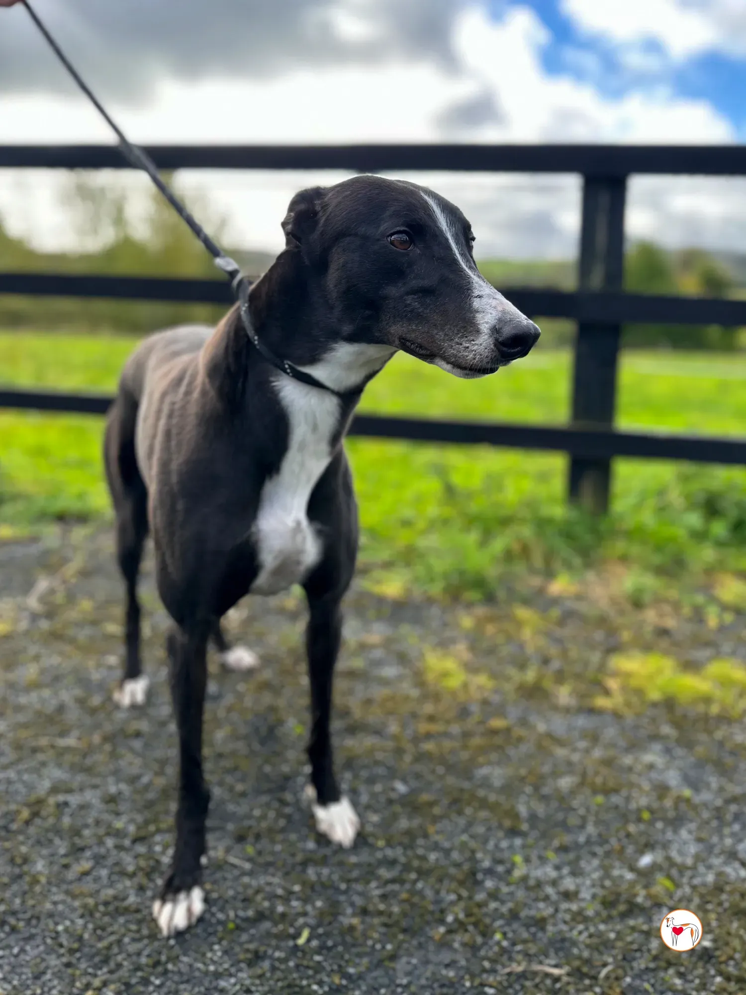 ned grey adozione 36