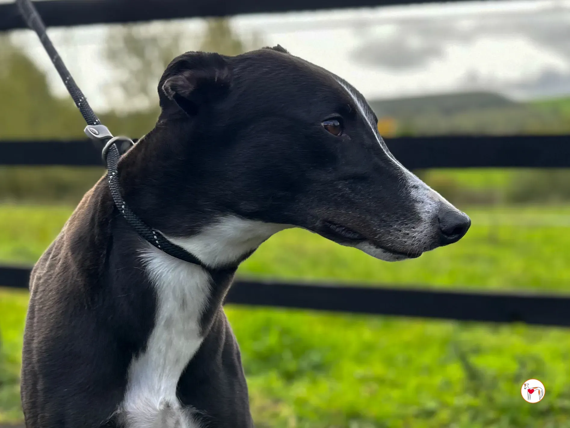 ned grey adozione 37