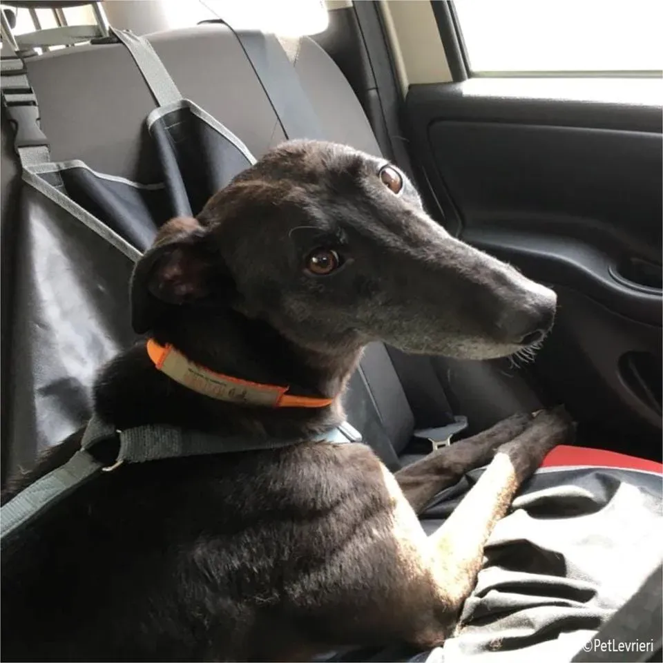 neil greyhound pet levrieri felici casa