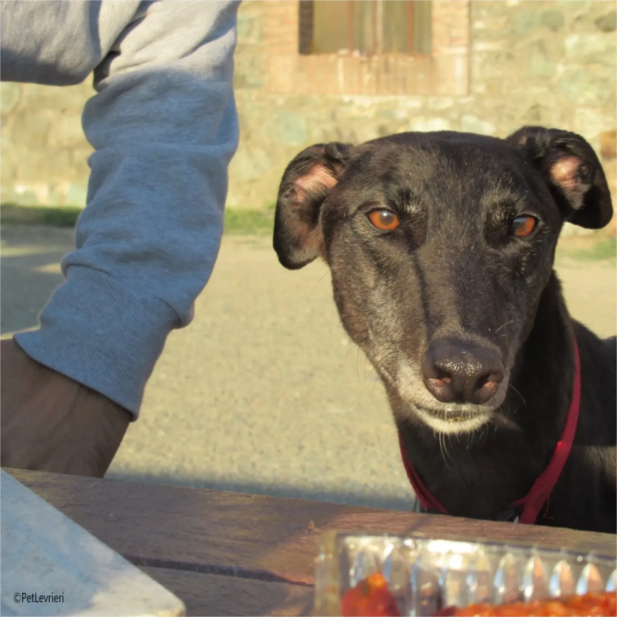 neil greyhound pet levrieri felici casa1