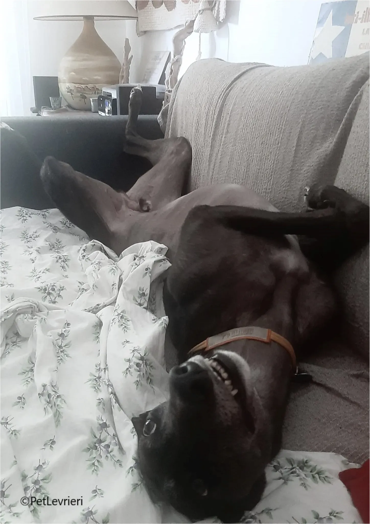 neil greyhound pet levrieri felici casa10