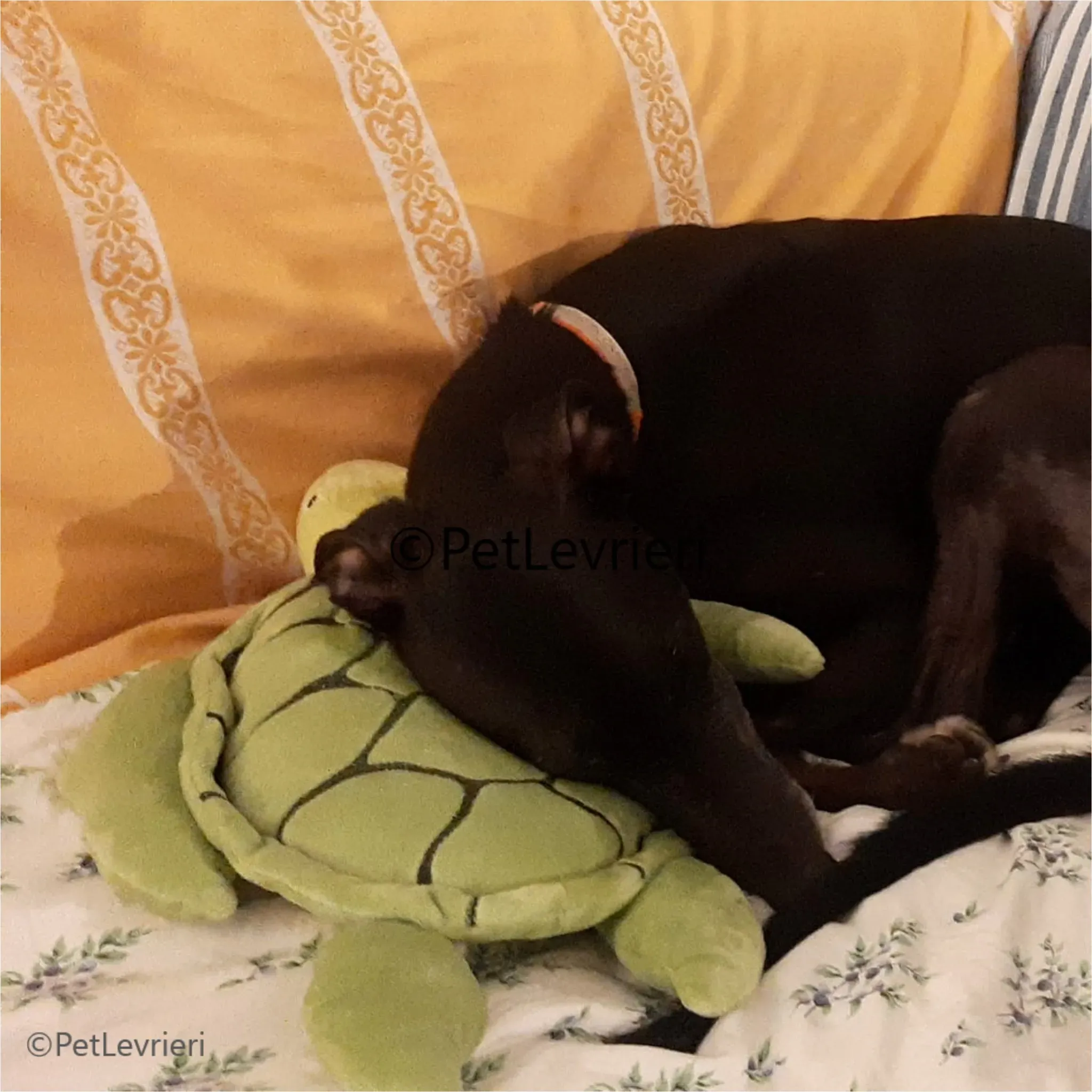 neil greyhound pet levrieri felici casa2