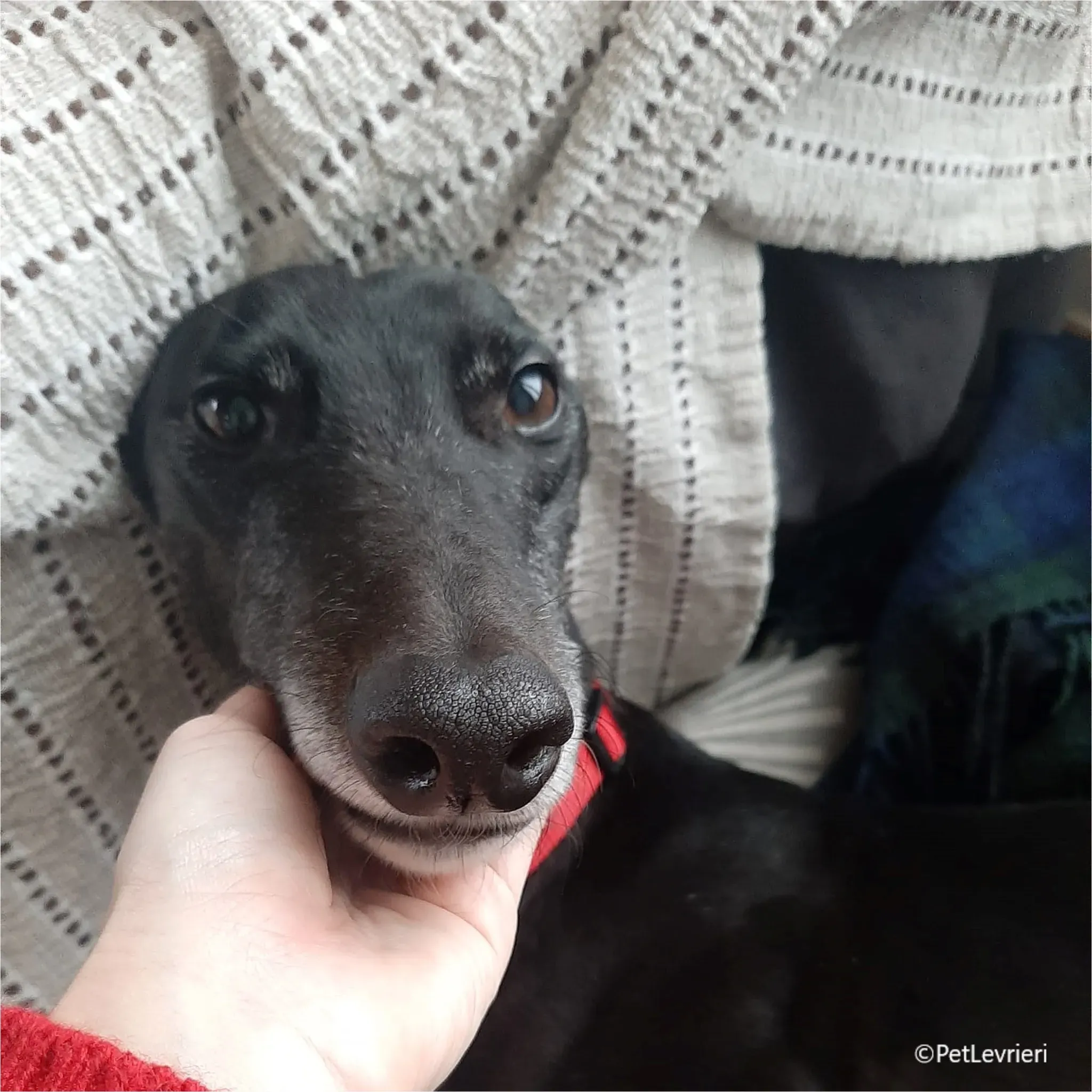 neil greyhound pet levrieri felici casa3