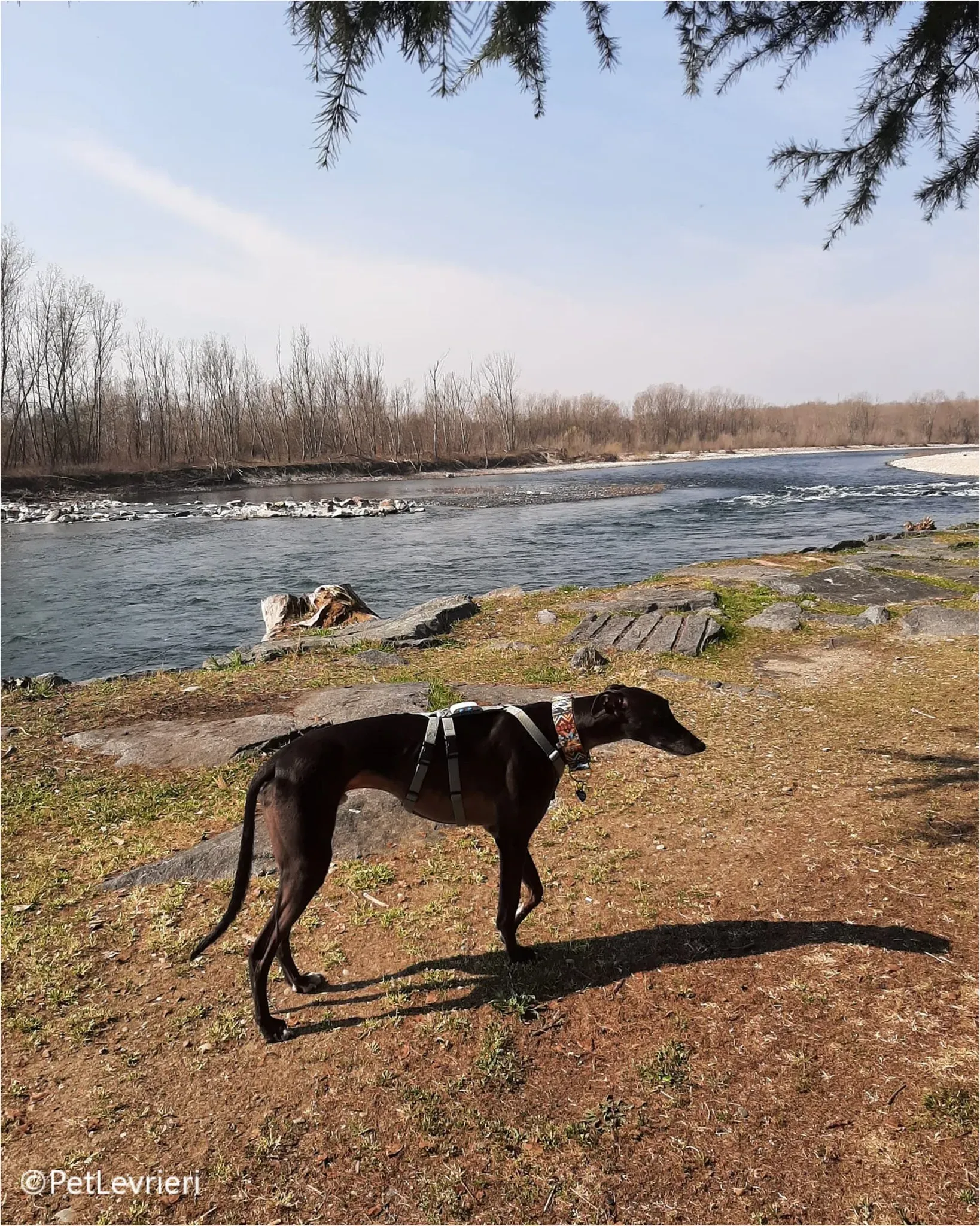 neil greyhound pet levrieri felici casa4