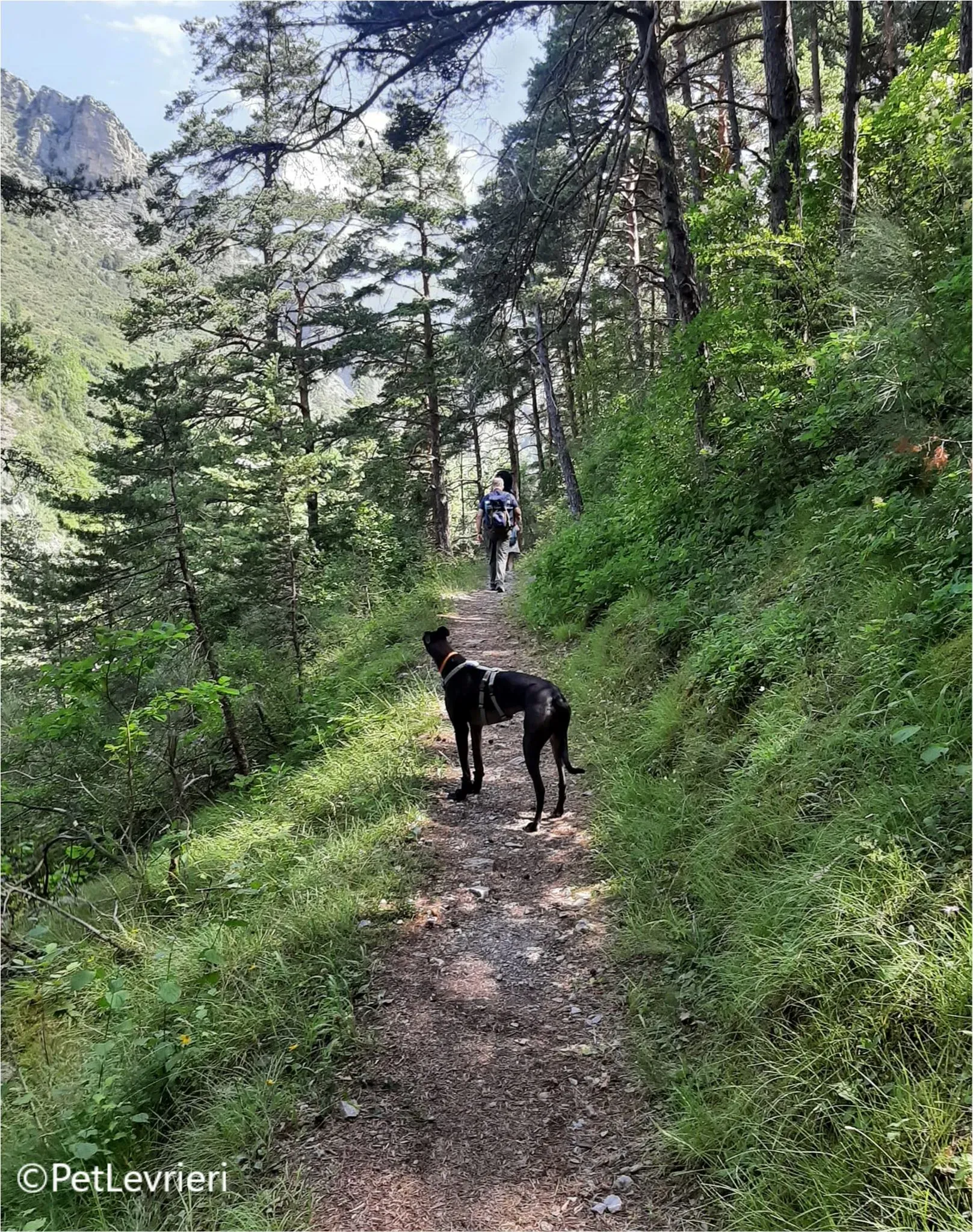 neil greyhound pet levrieri felici casa5